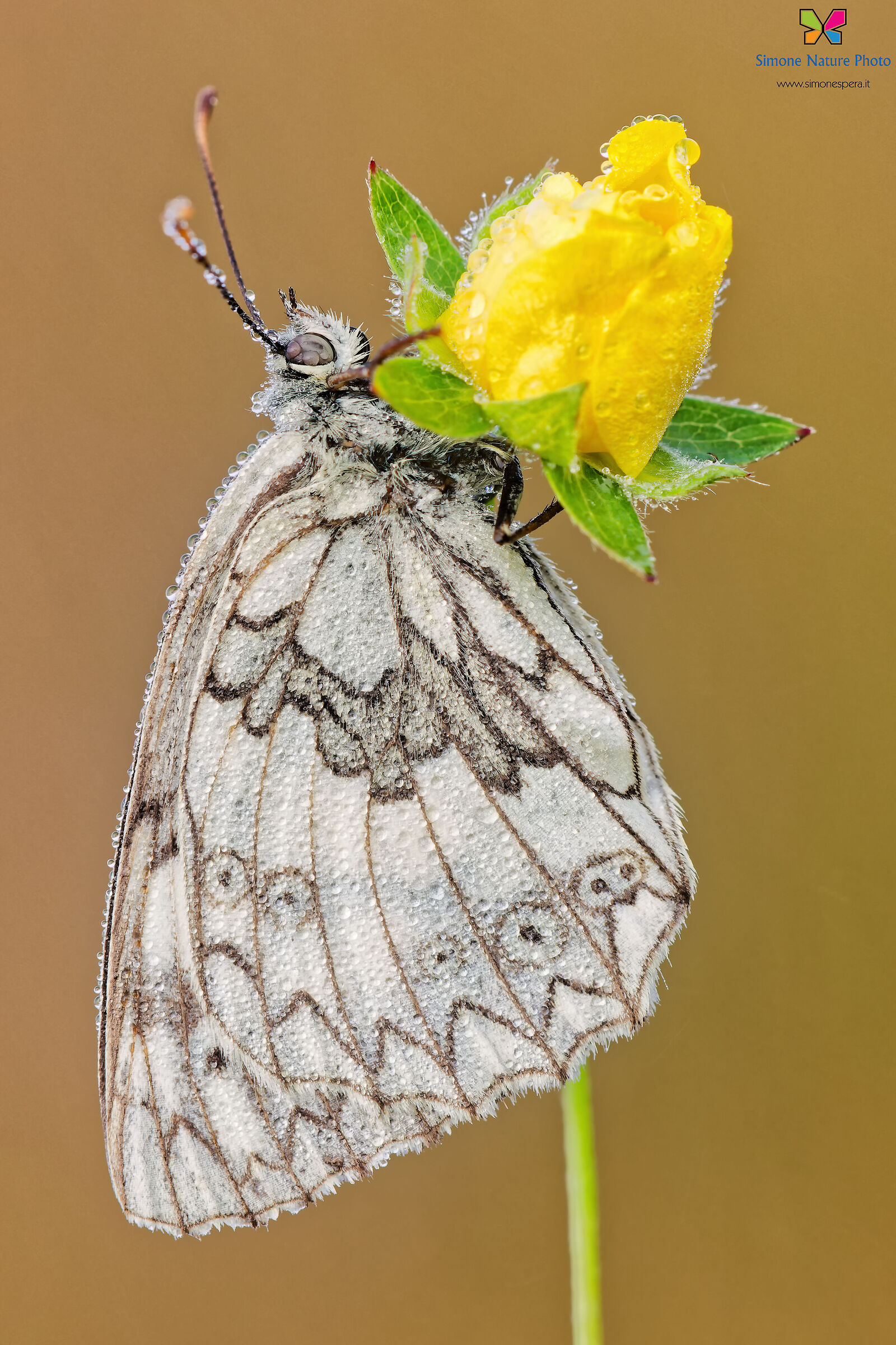 Melanargia russiae...