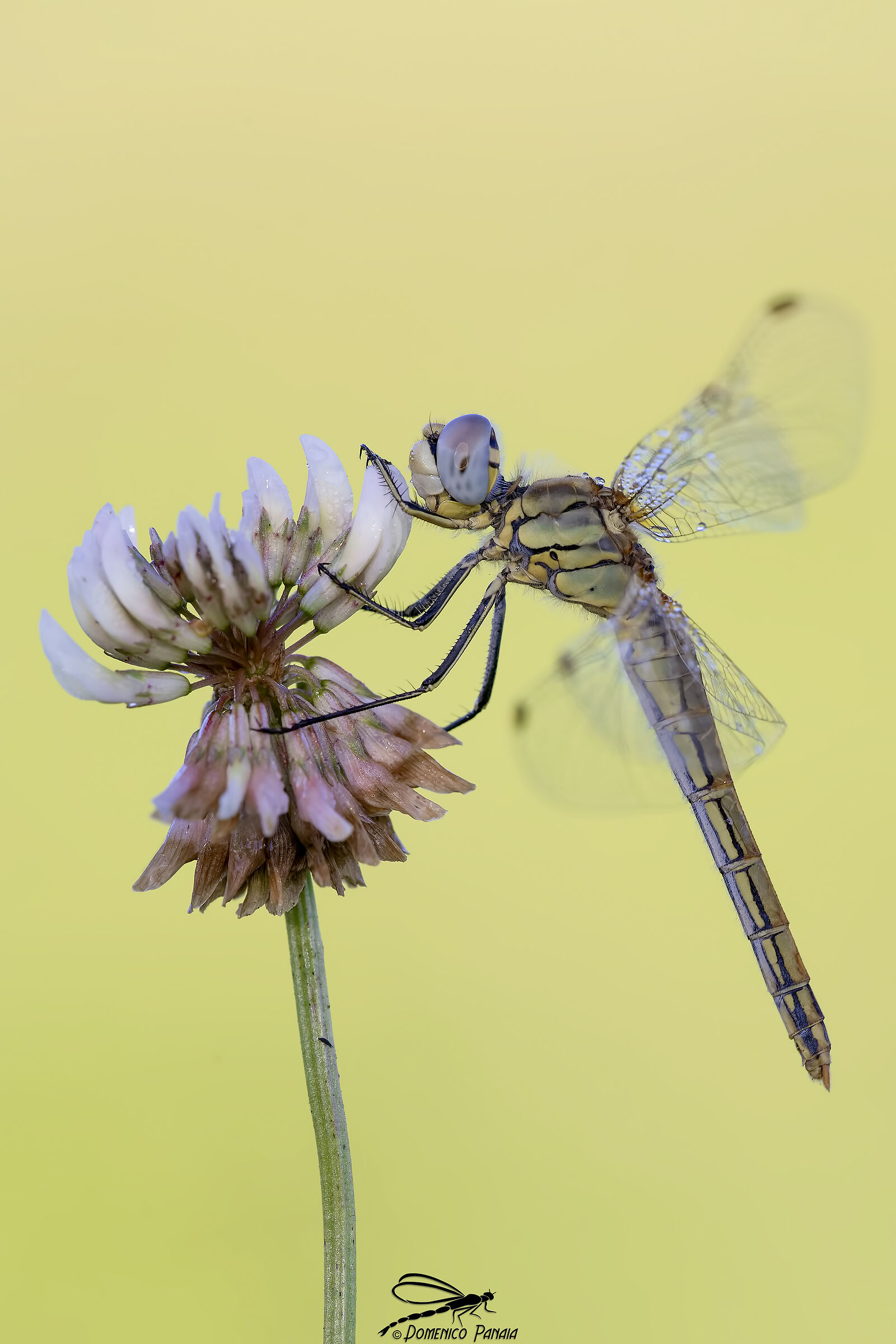 sympetrum fonscolombii femmina