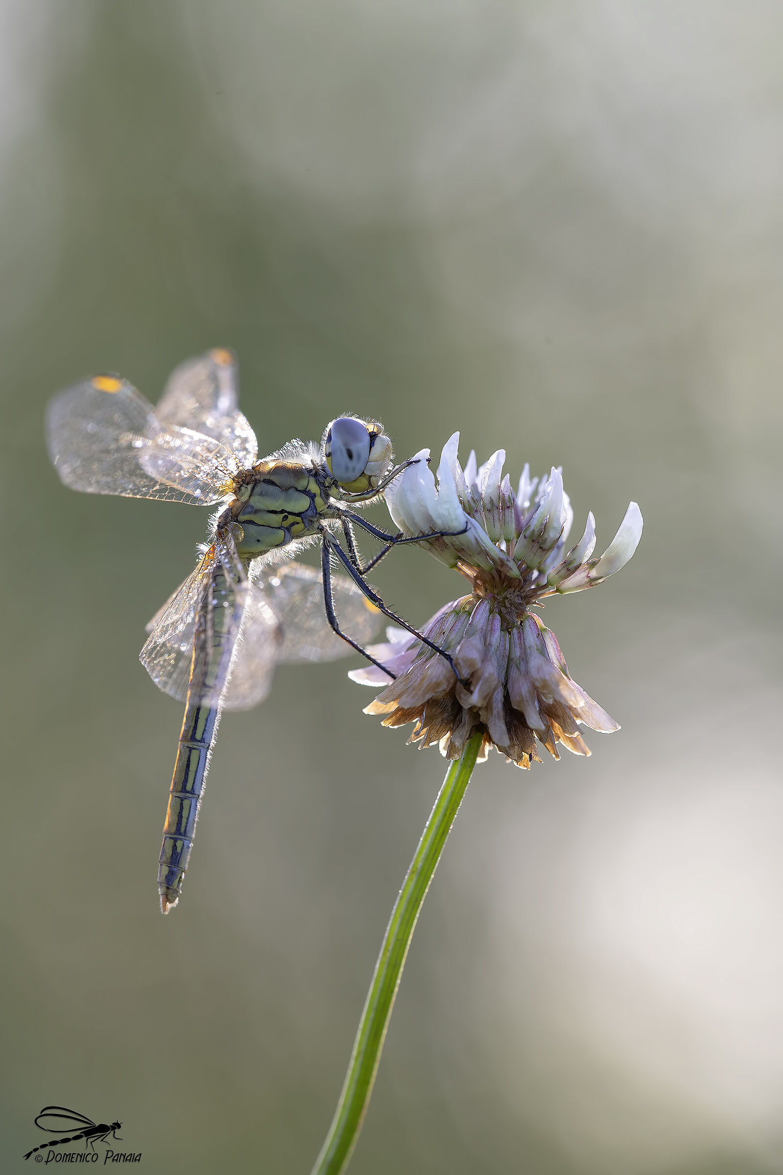 sympetrum fonscolombii femmina