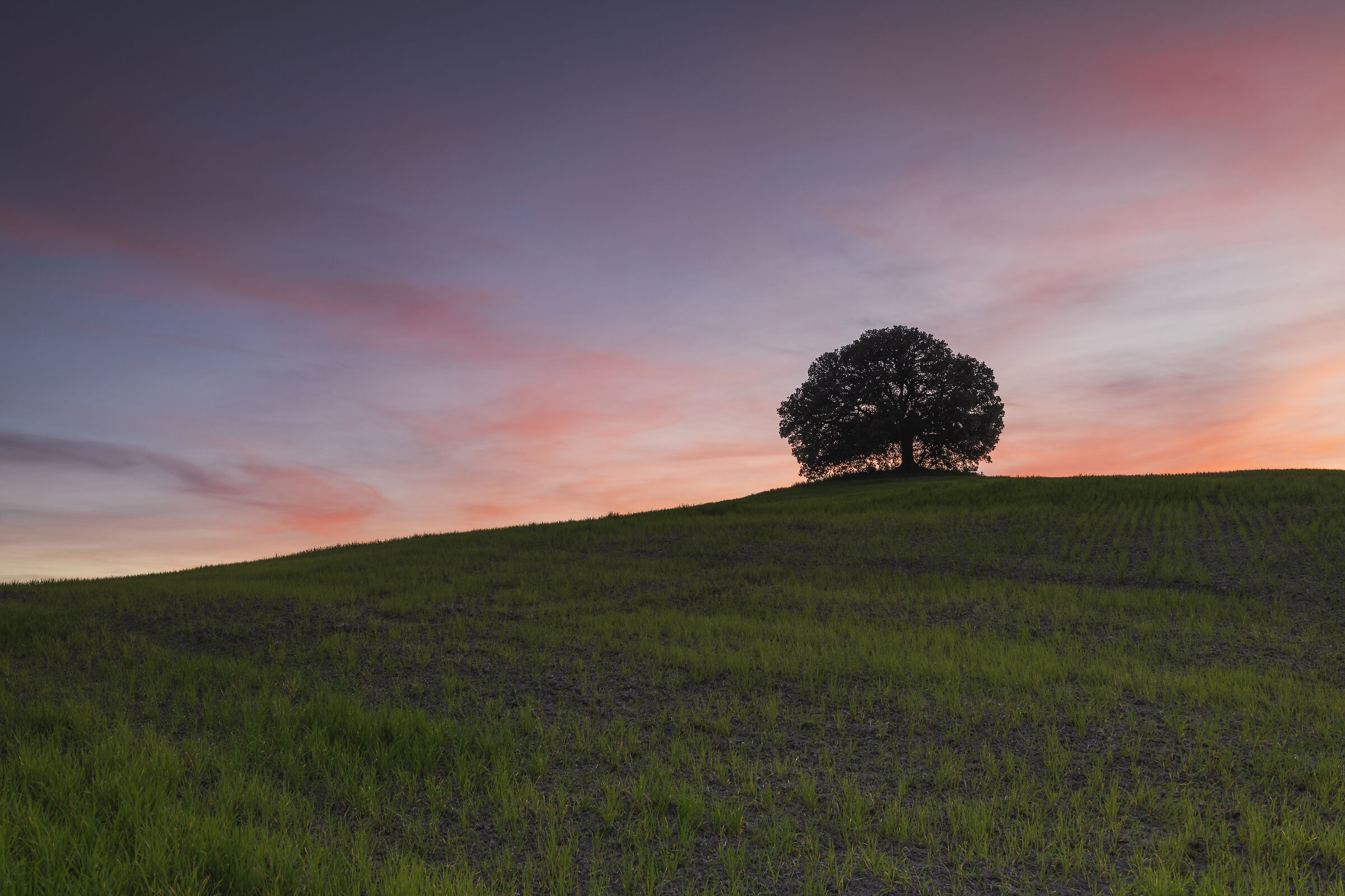 The holm oak of Pieve