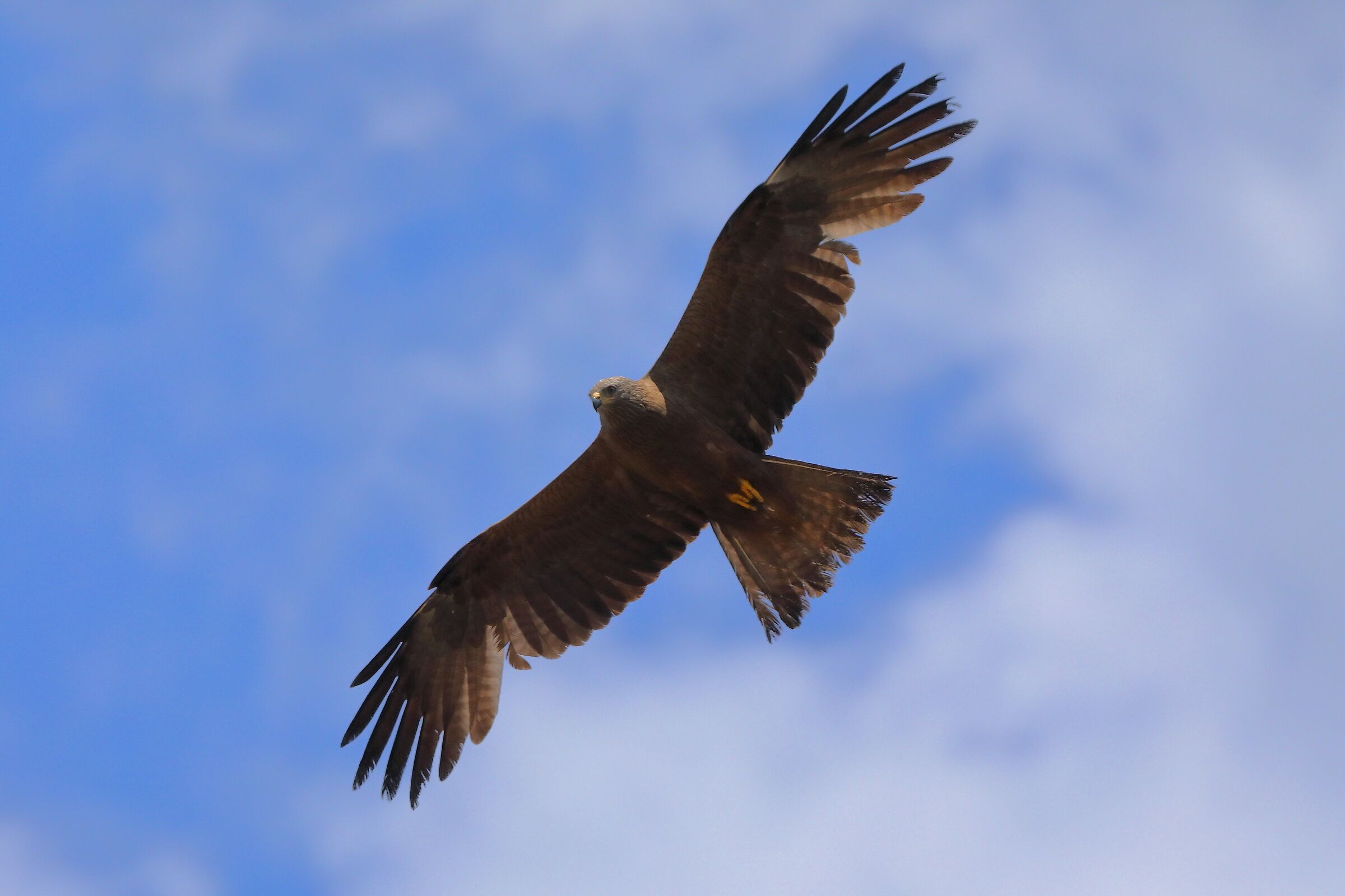 Black Kite June 2024