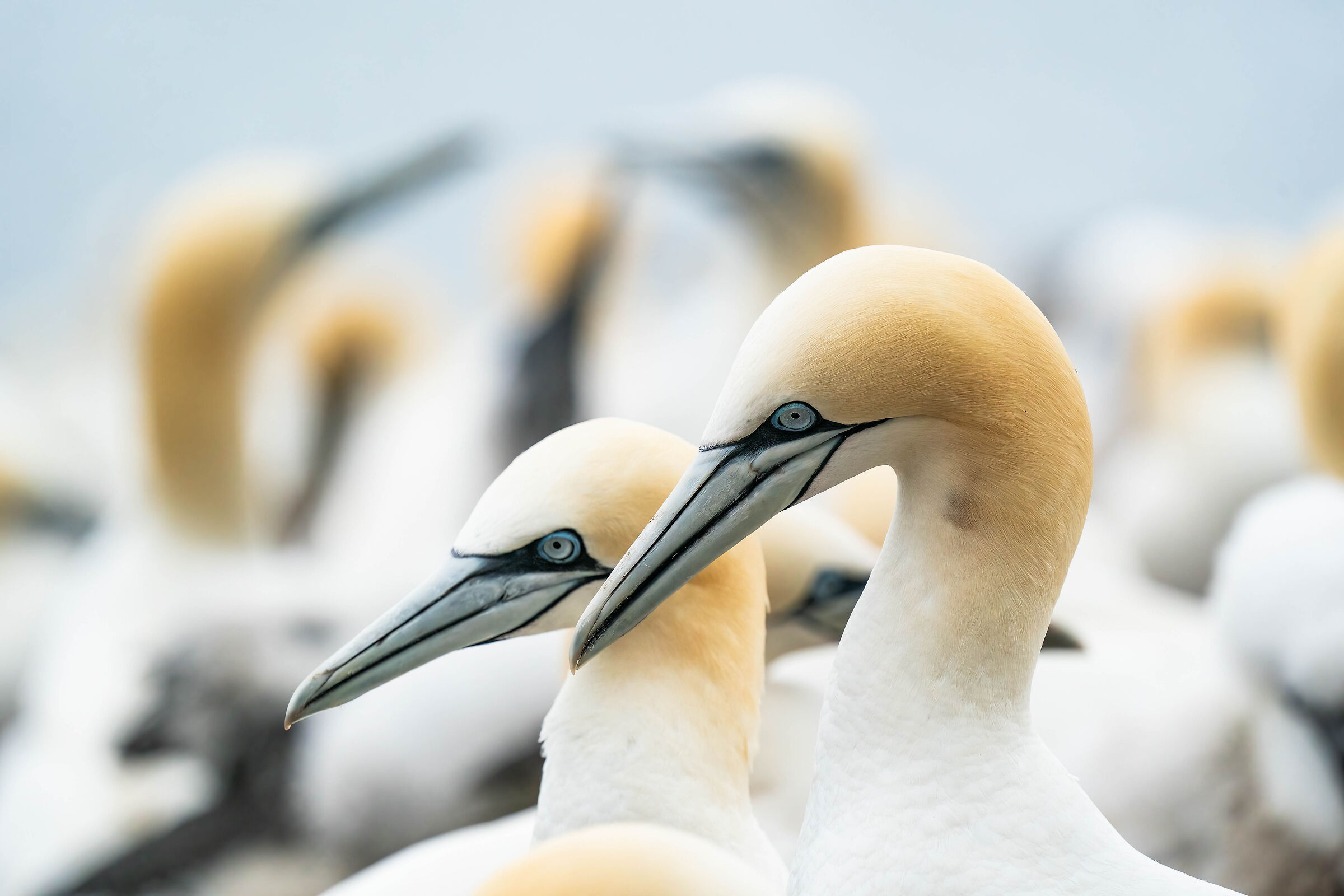 Gannets in love.