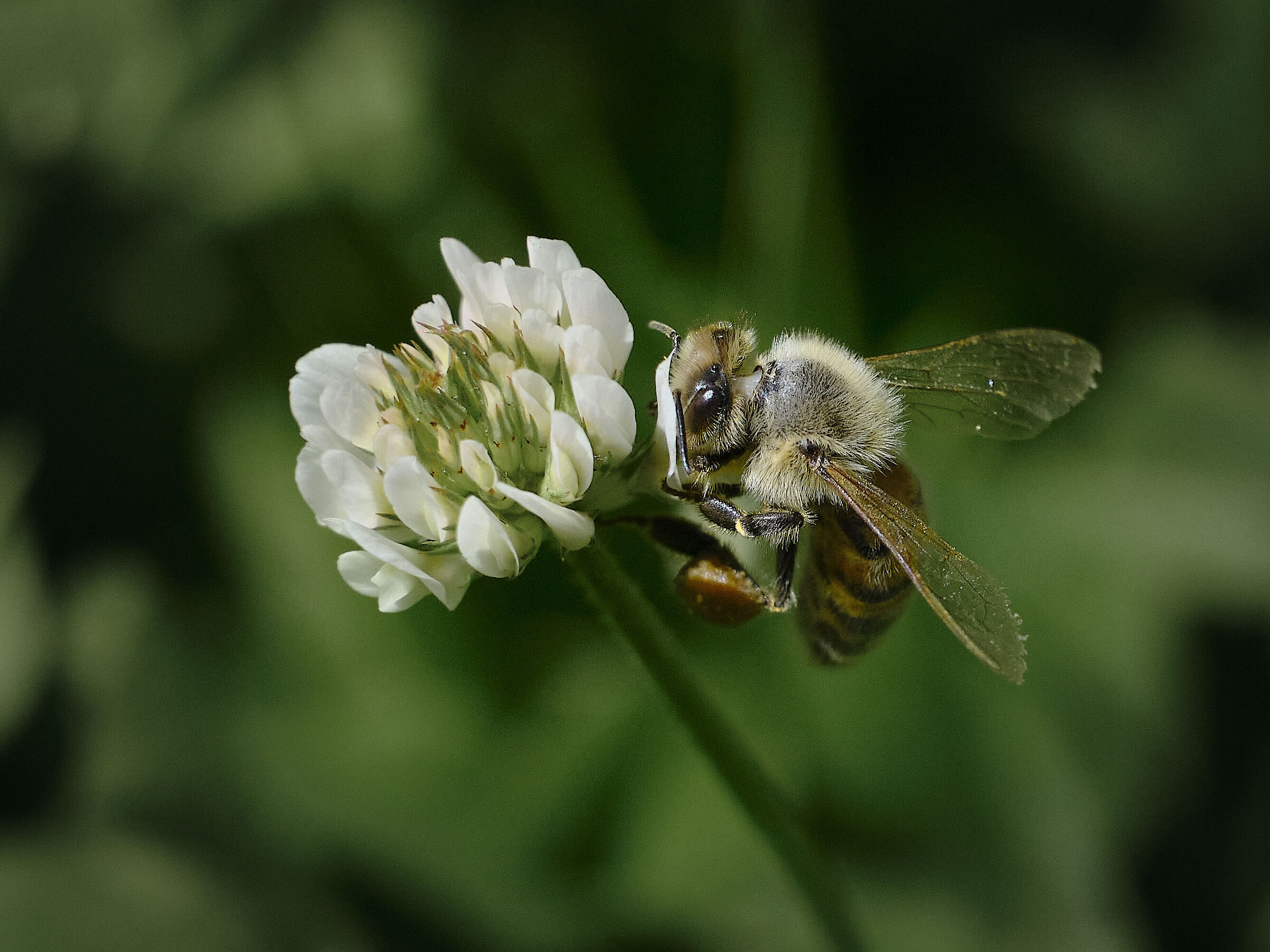 In my garden