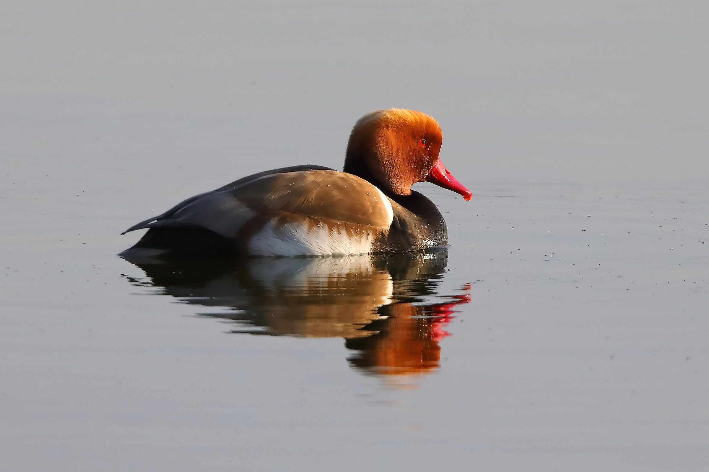 Turkish Pochard M 18 March 2024 - 0105