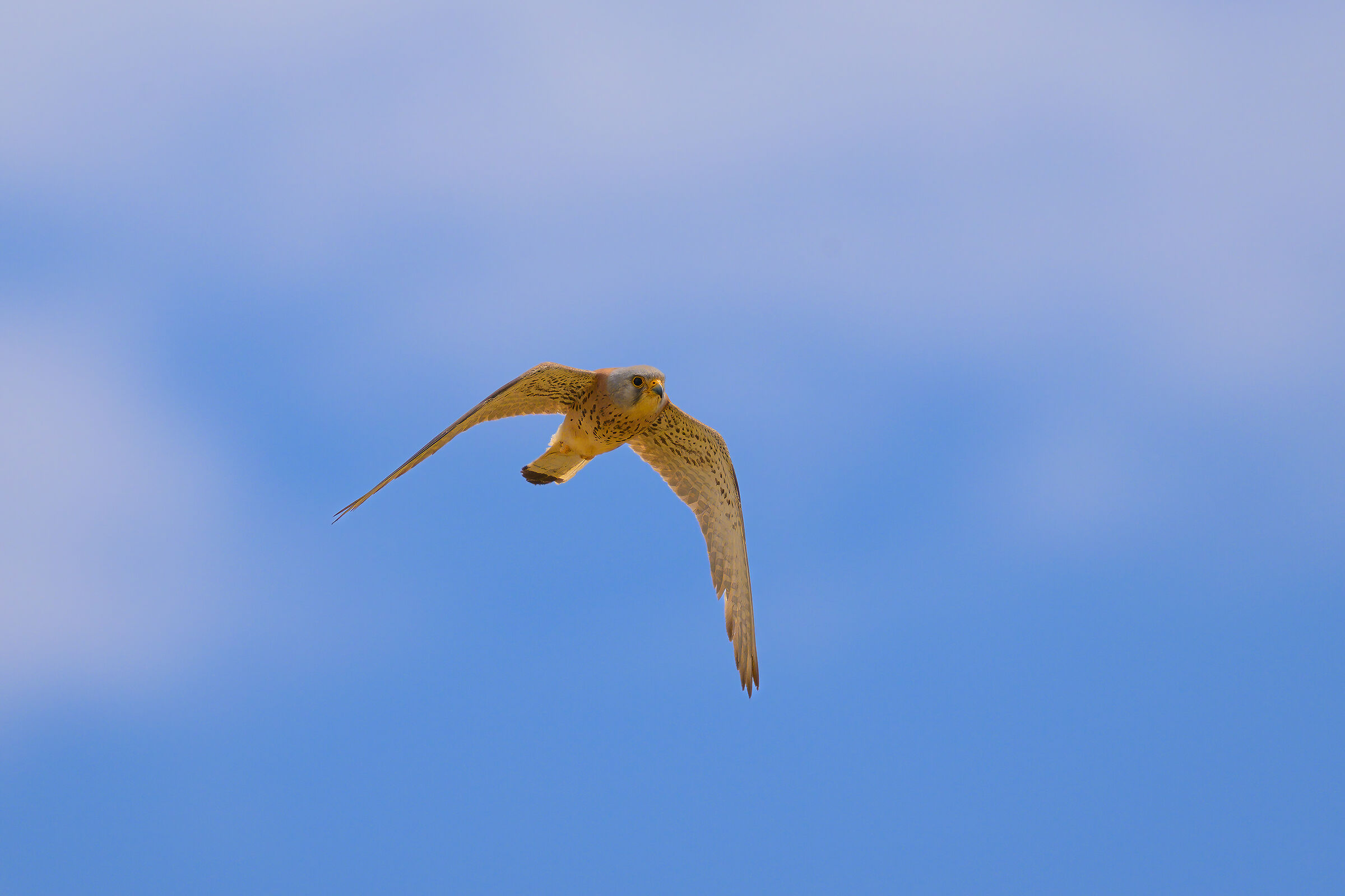 Lesser Kestrel