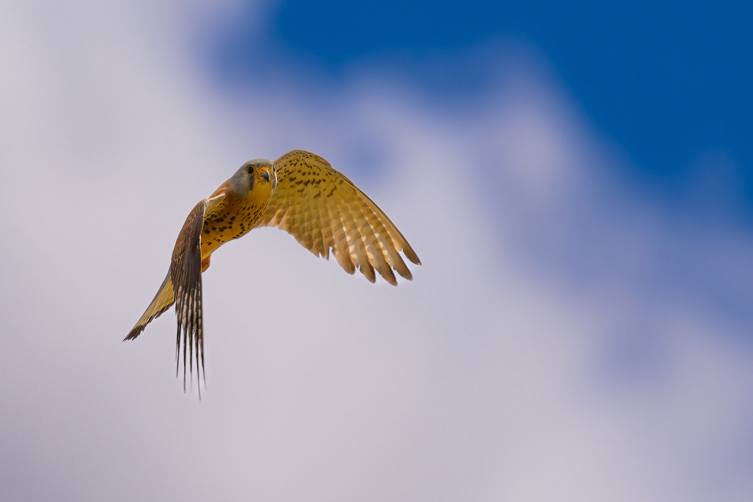 Lesser Kestrel