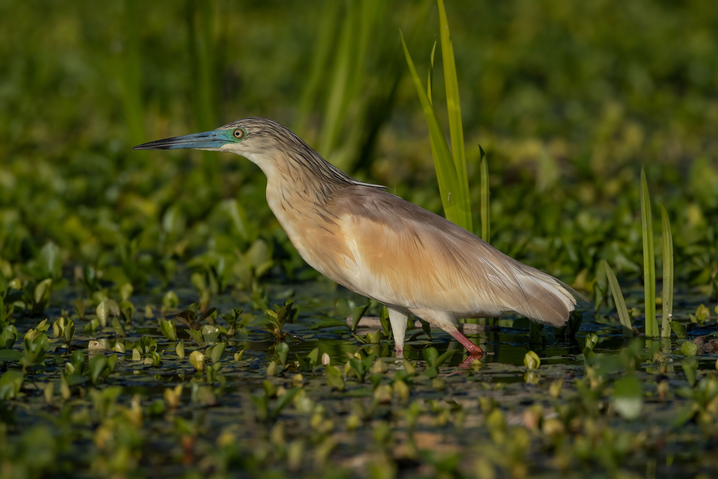 Sgarza ciuffetto in abito riproduttivo