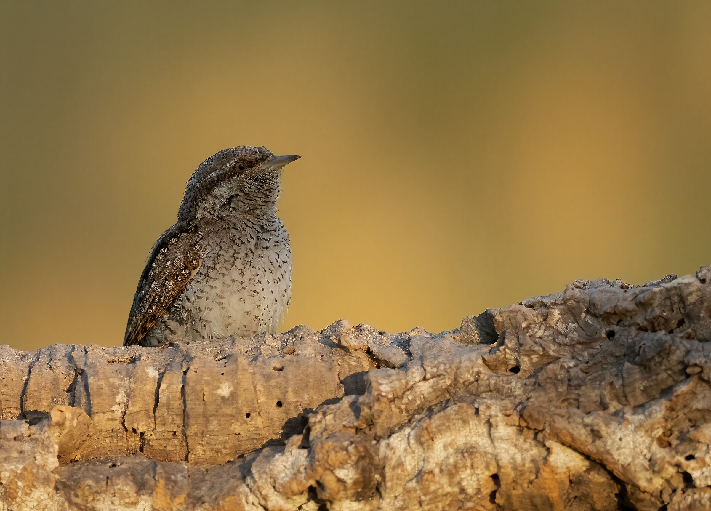 Wryneck