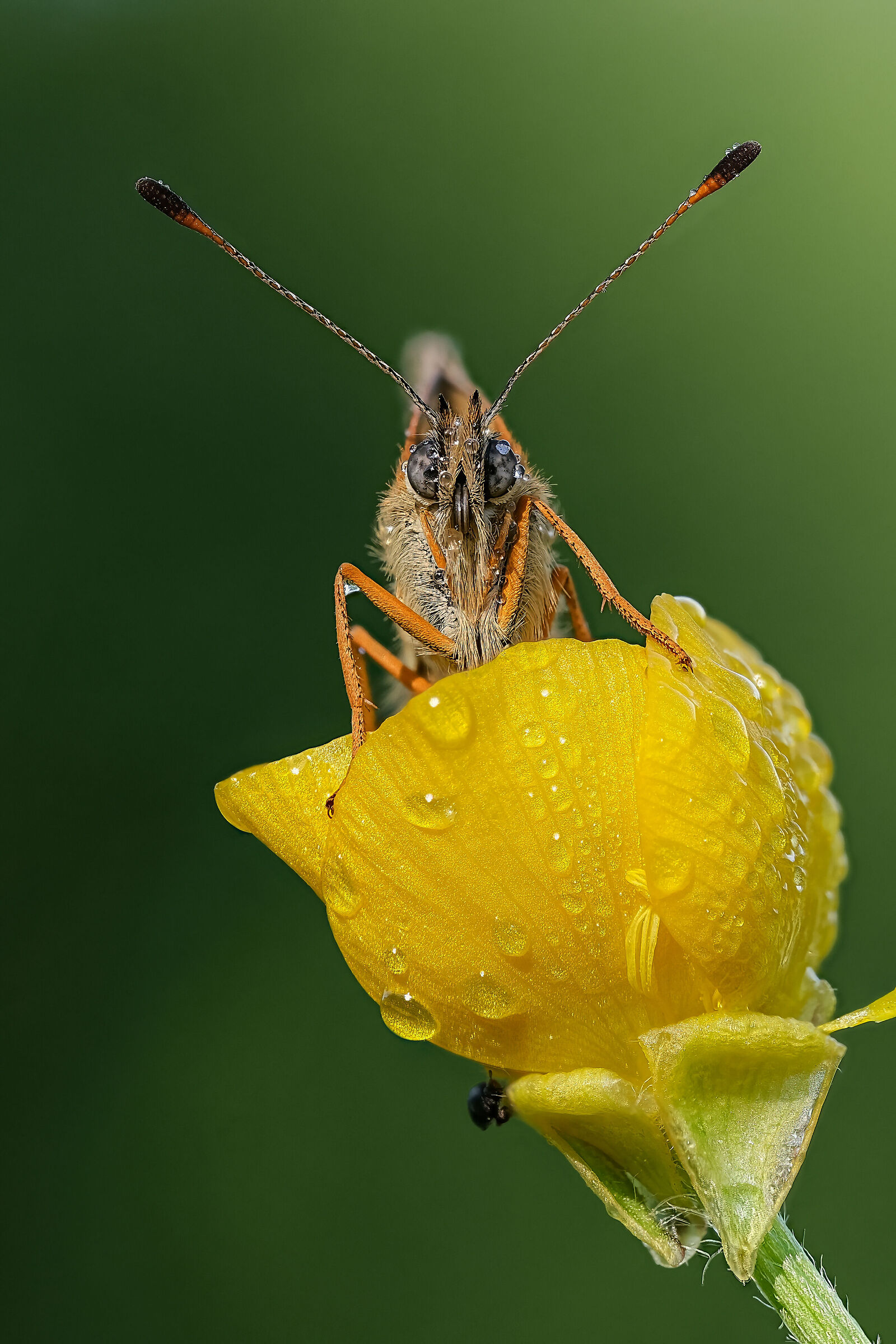 Melitaea athalia