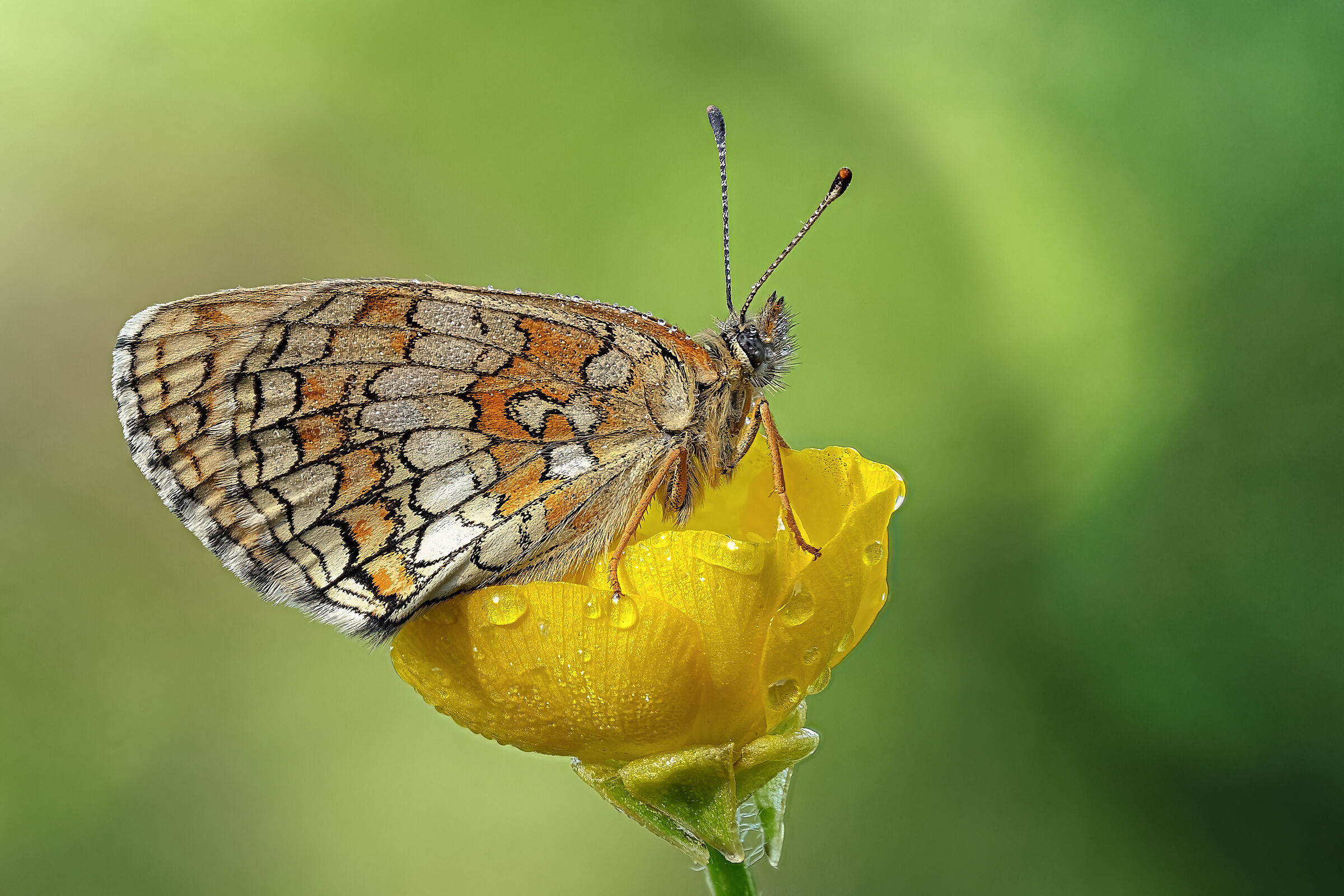 Melitaea athalia