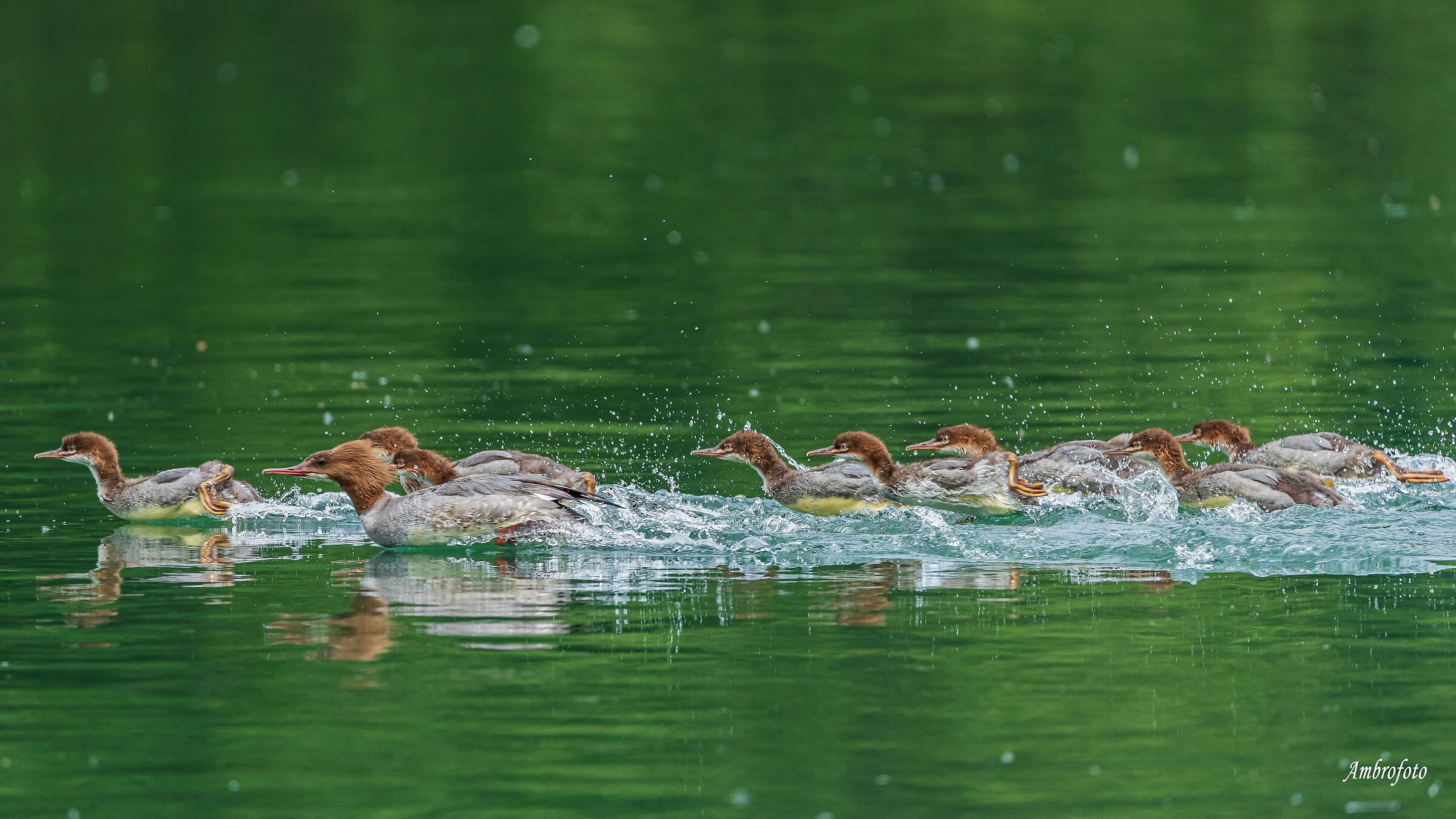 Merganser and pullets 1