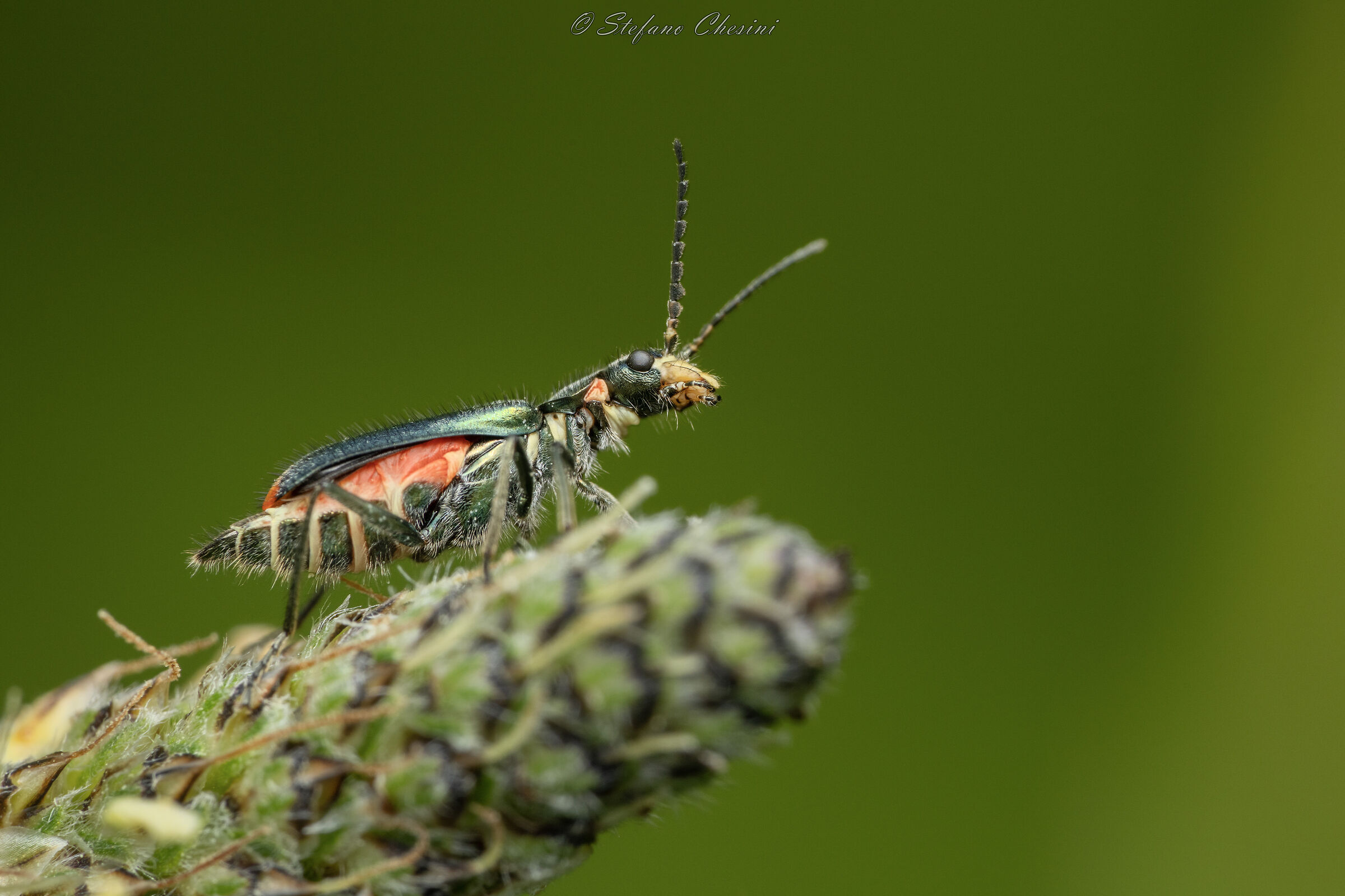 Malachius bipustulatus