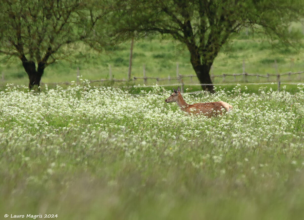 In un mare di bianco