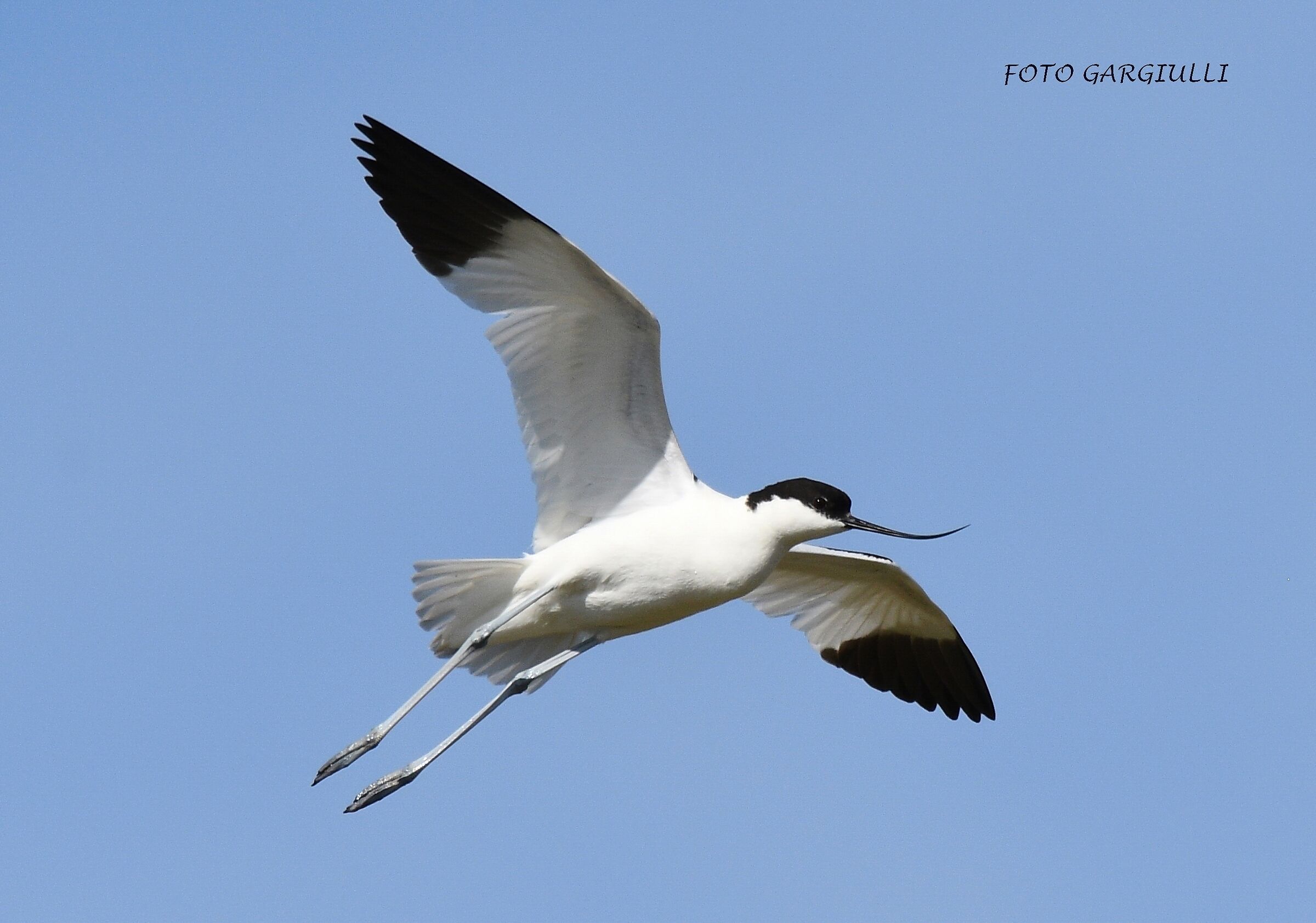 Avocetta