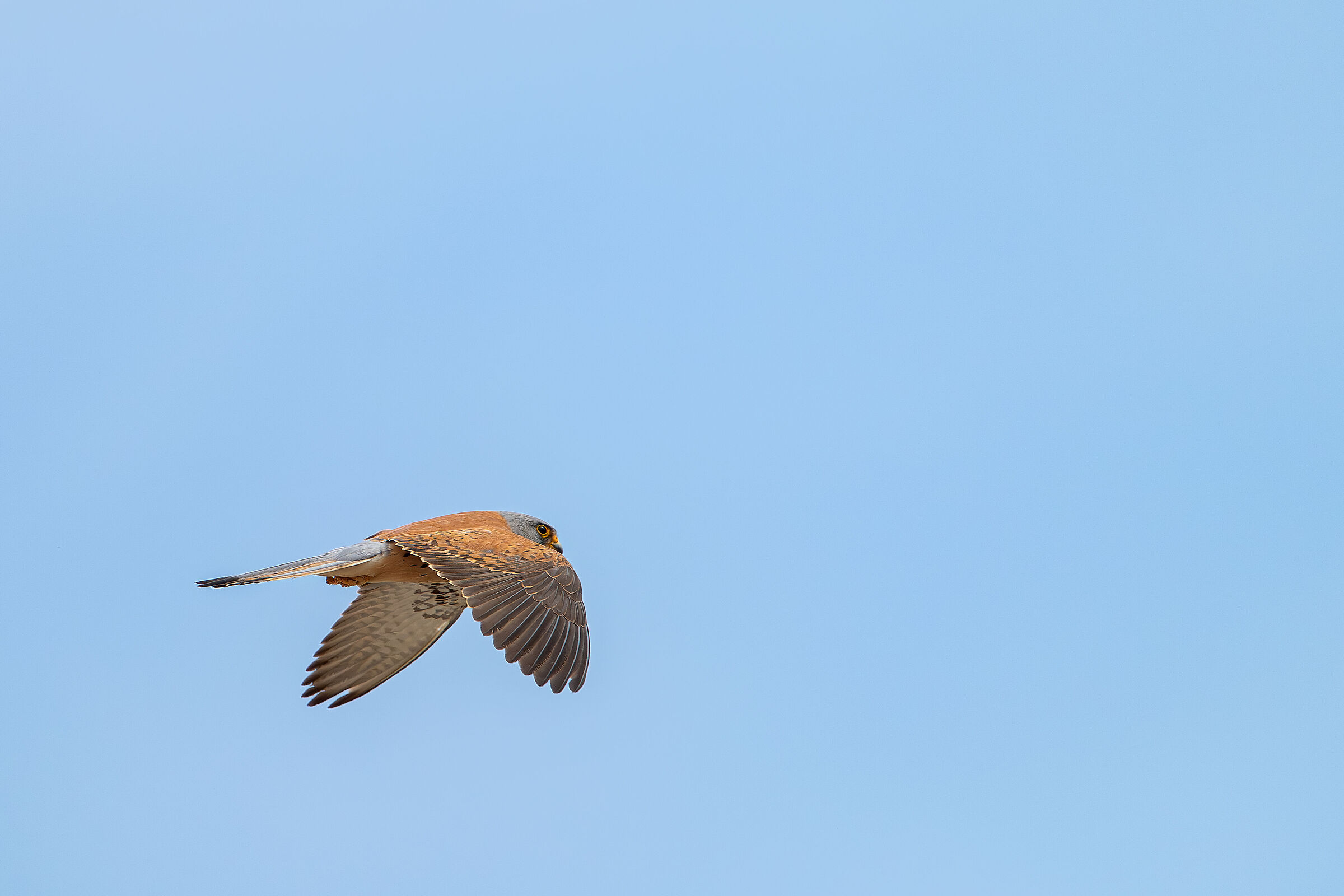 Lesser kestrel