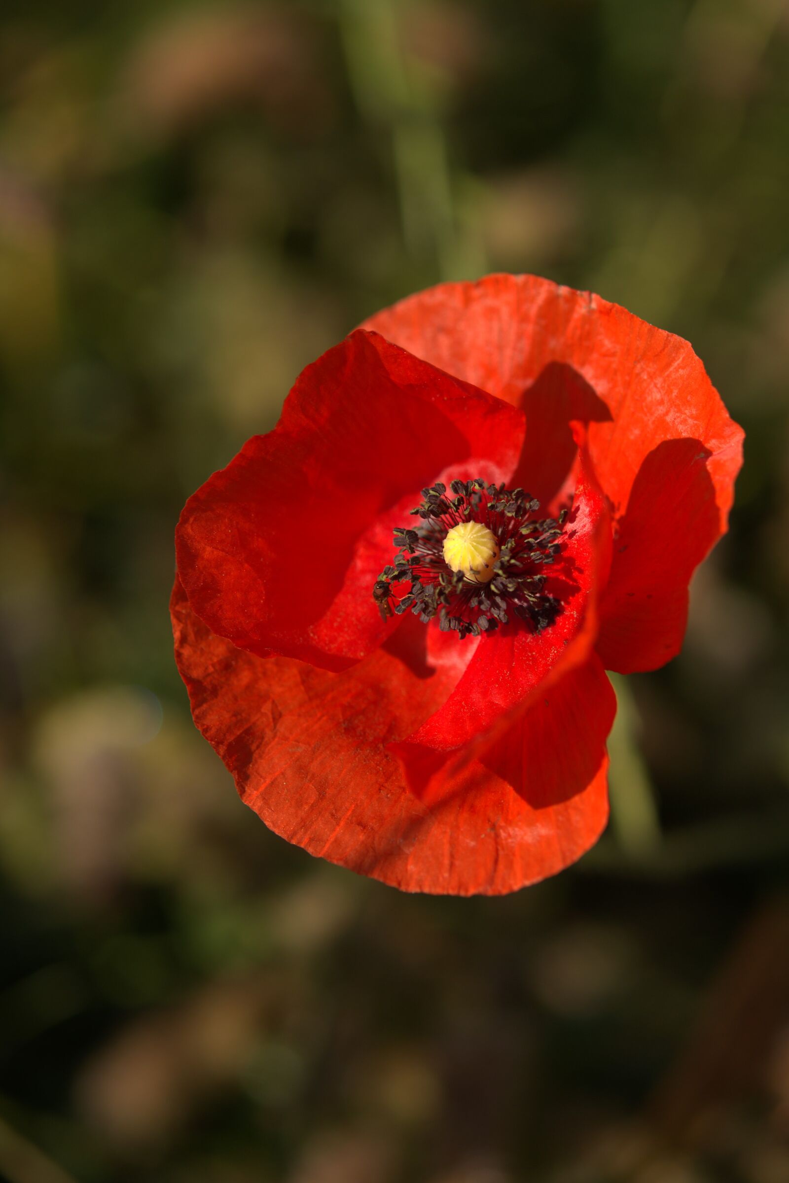 poppy