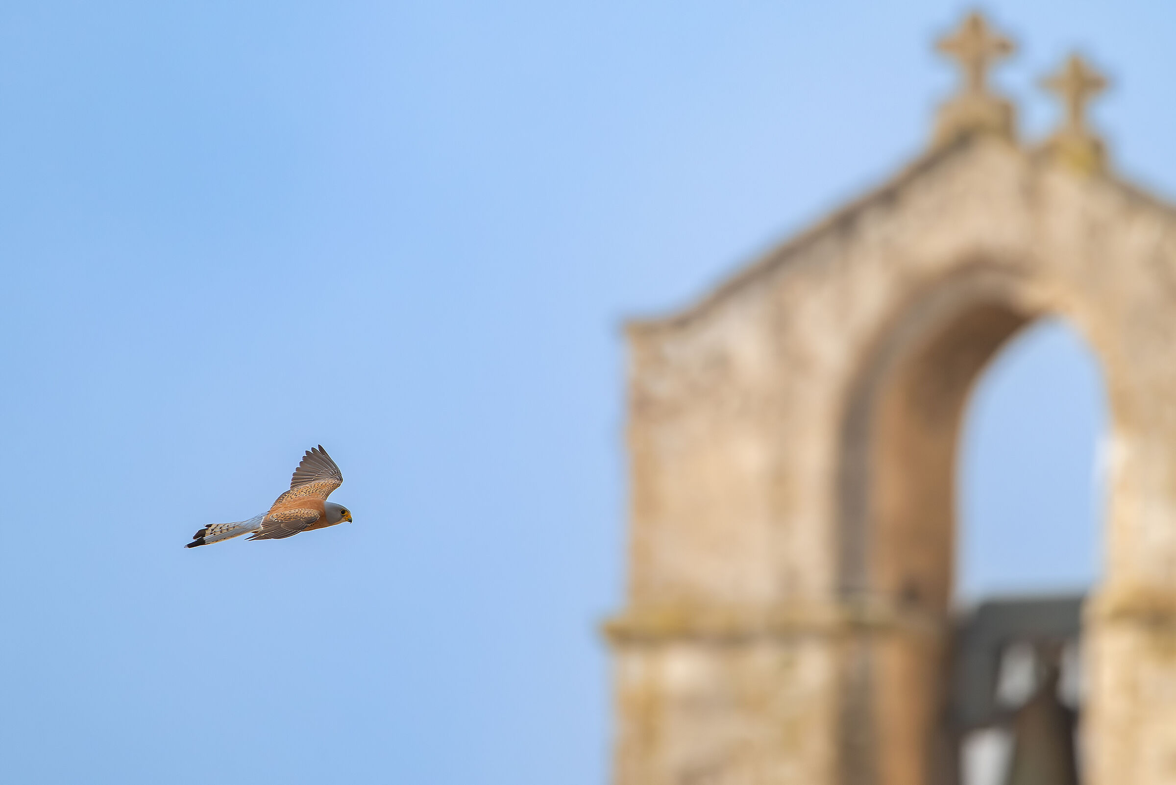 Lesser kestrel Matera