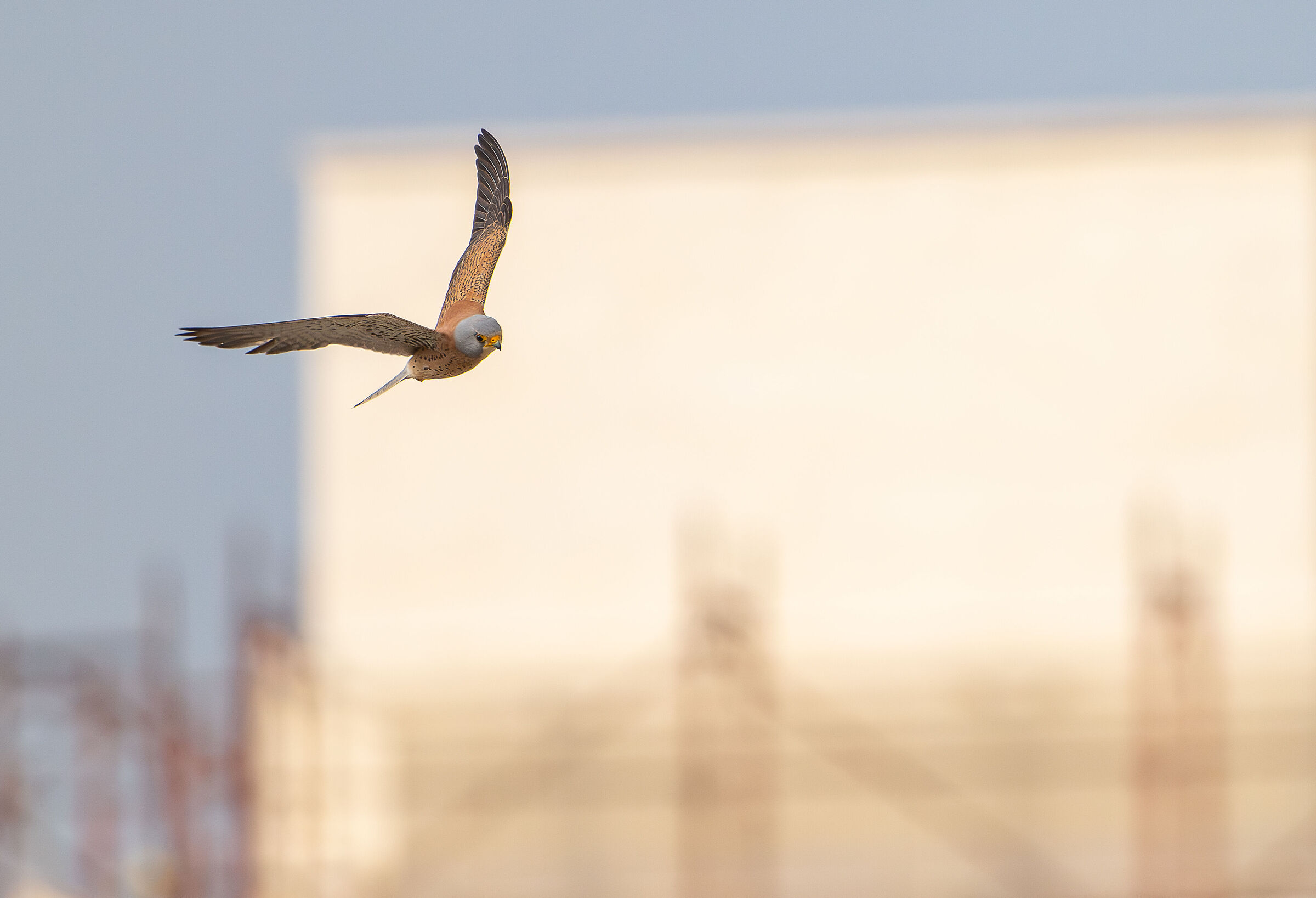 Lesser kestrel Matera