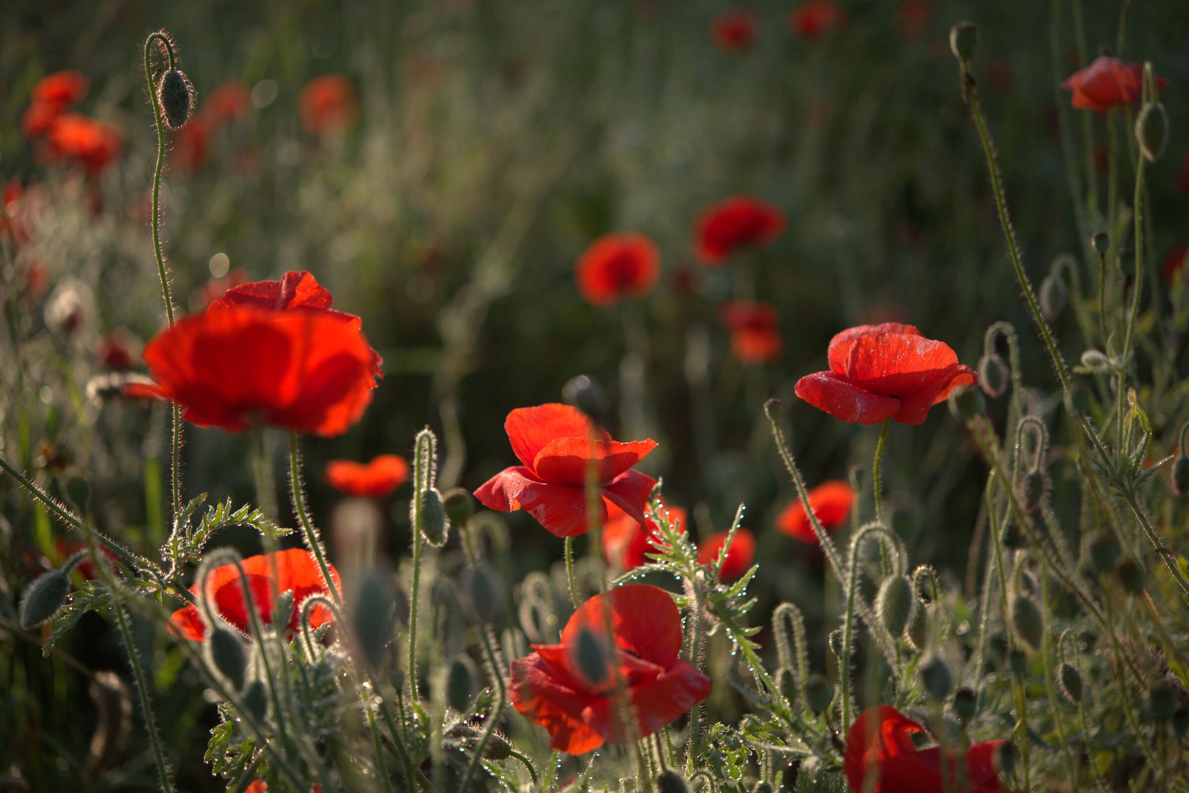 poppy field