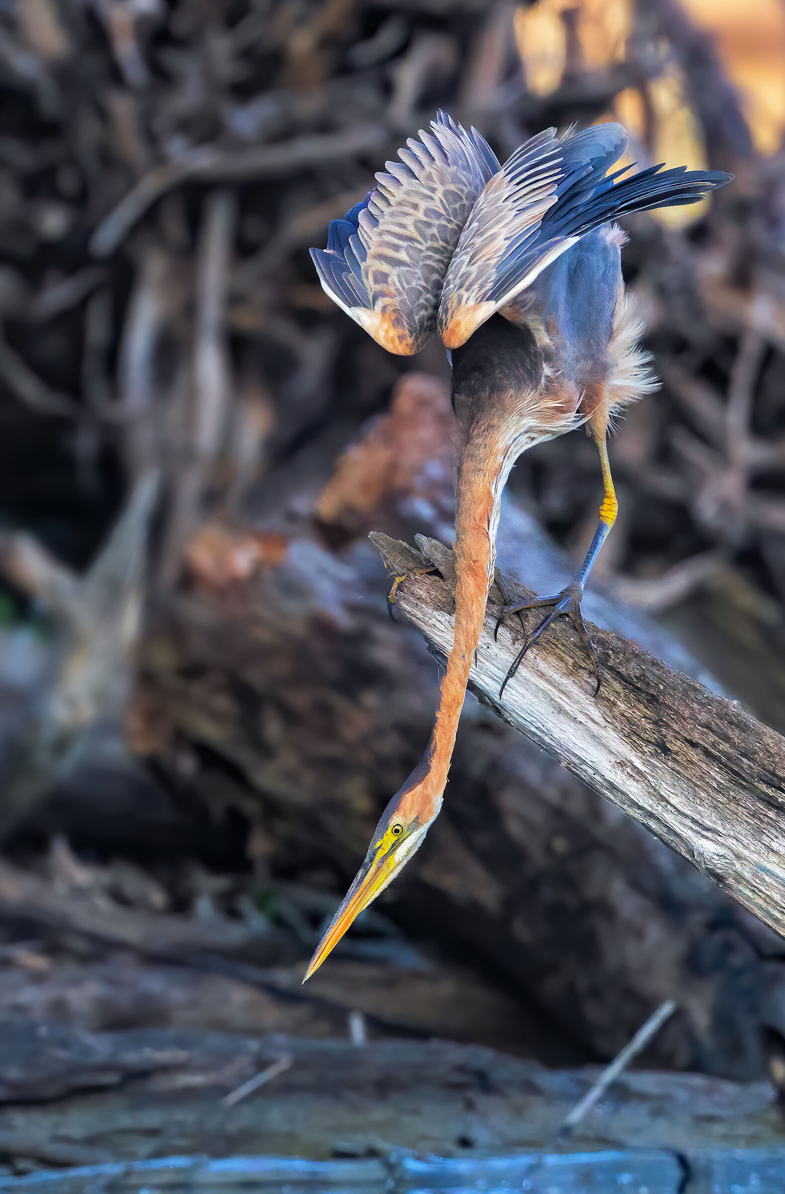 Purple heron