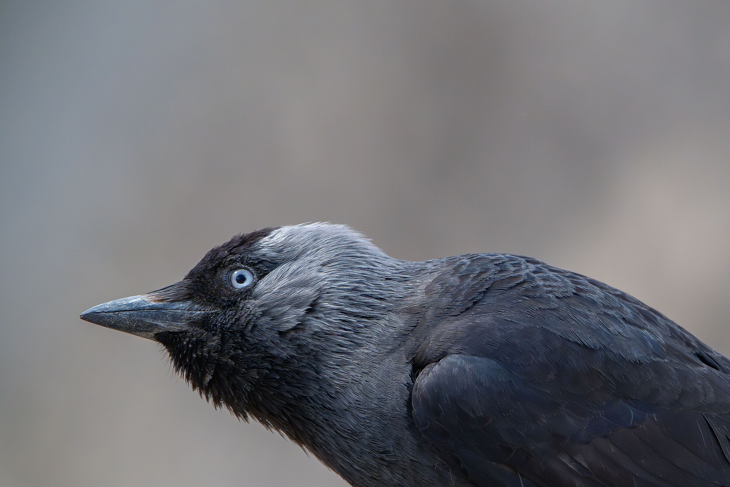 Jackdaw