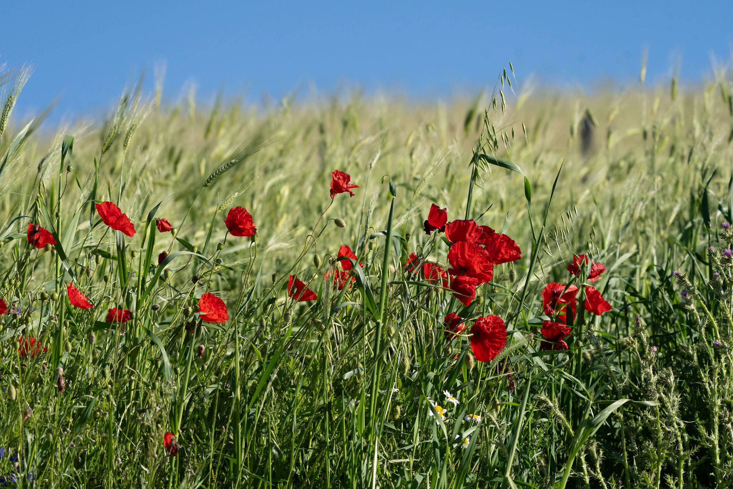 Poppies