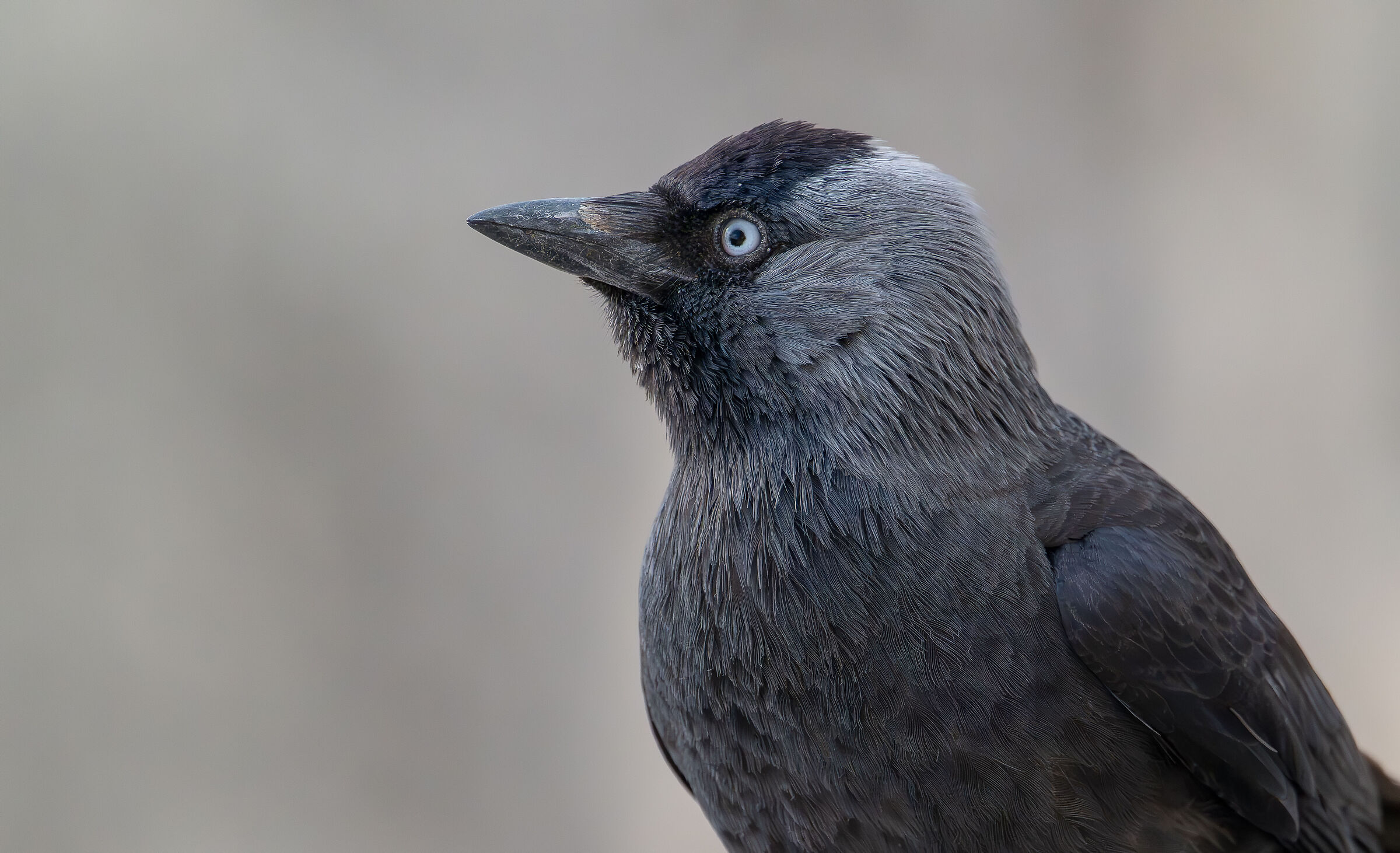 Jackdaw