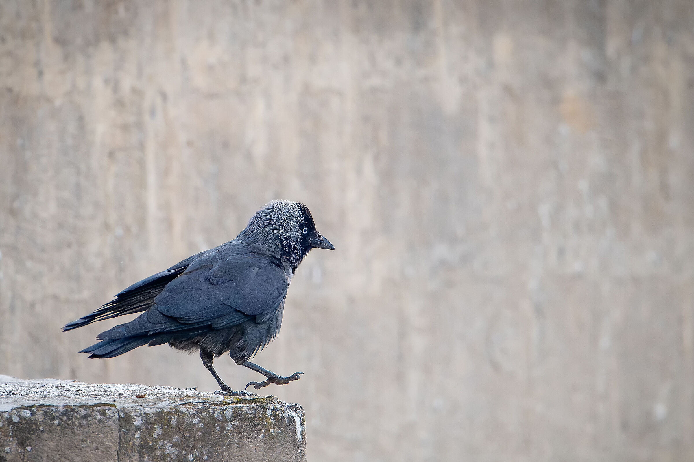 Jackdaw