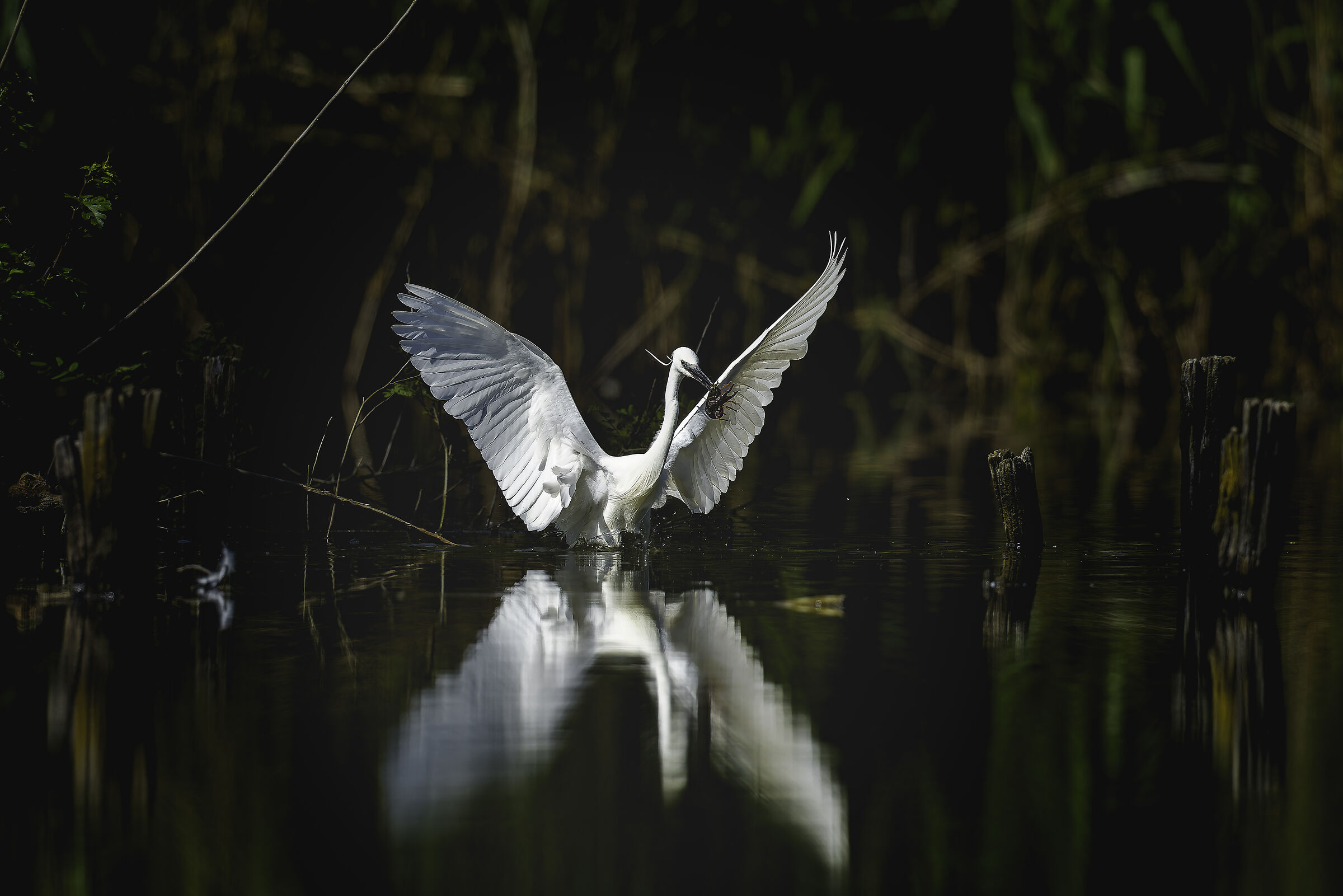 Little egret with Louisiana shrimp