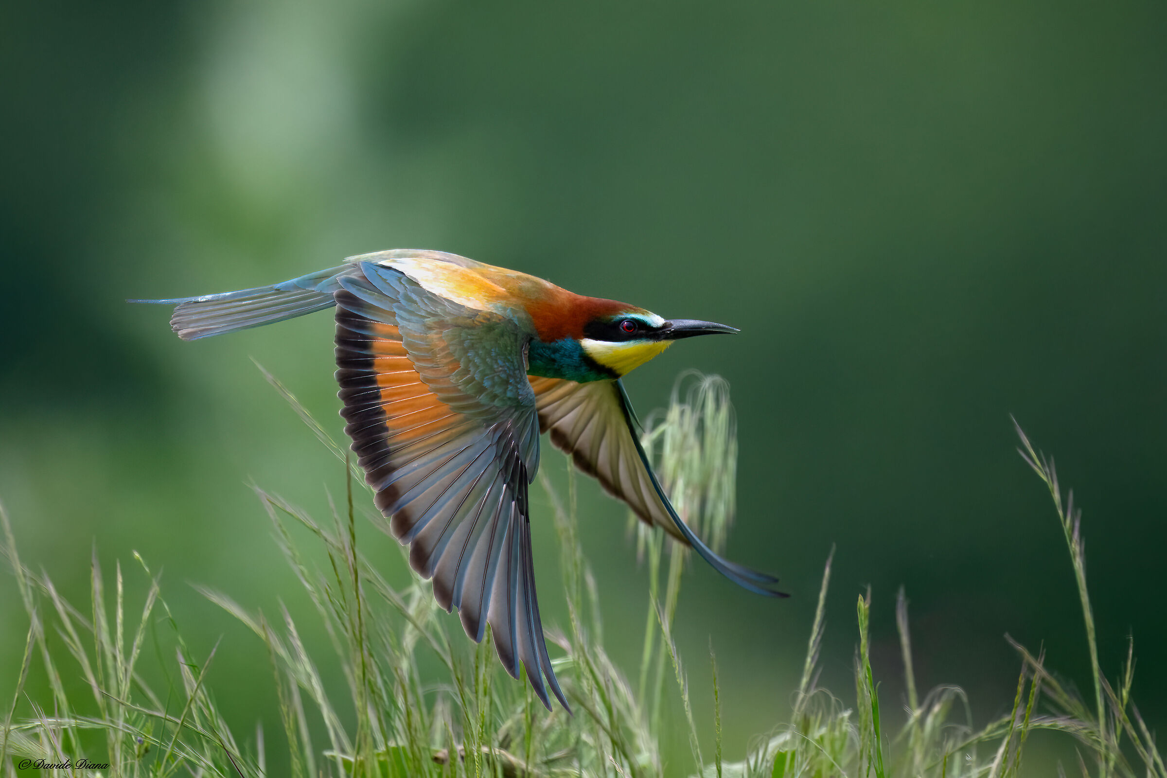 Bee-eater