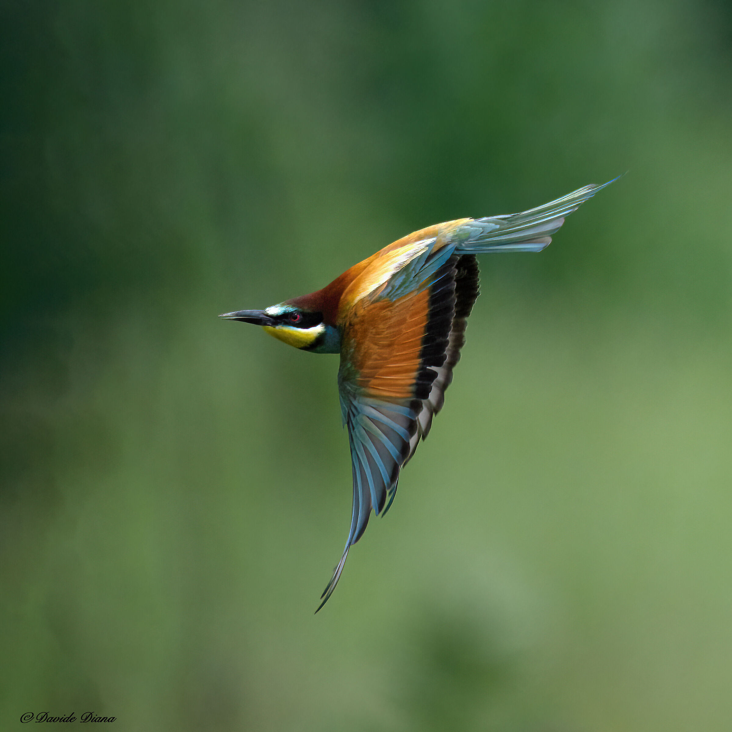 Bee-eater