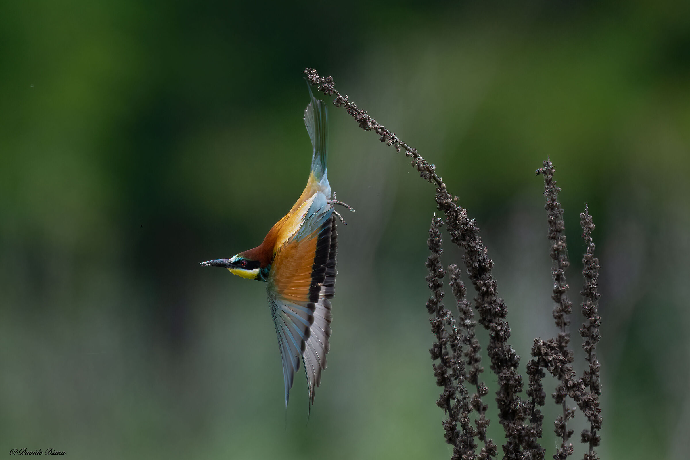 Bee-eater