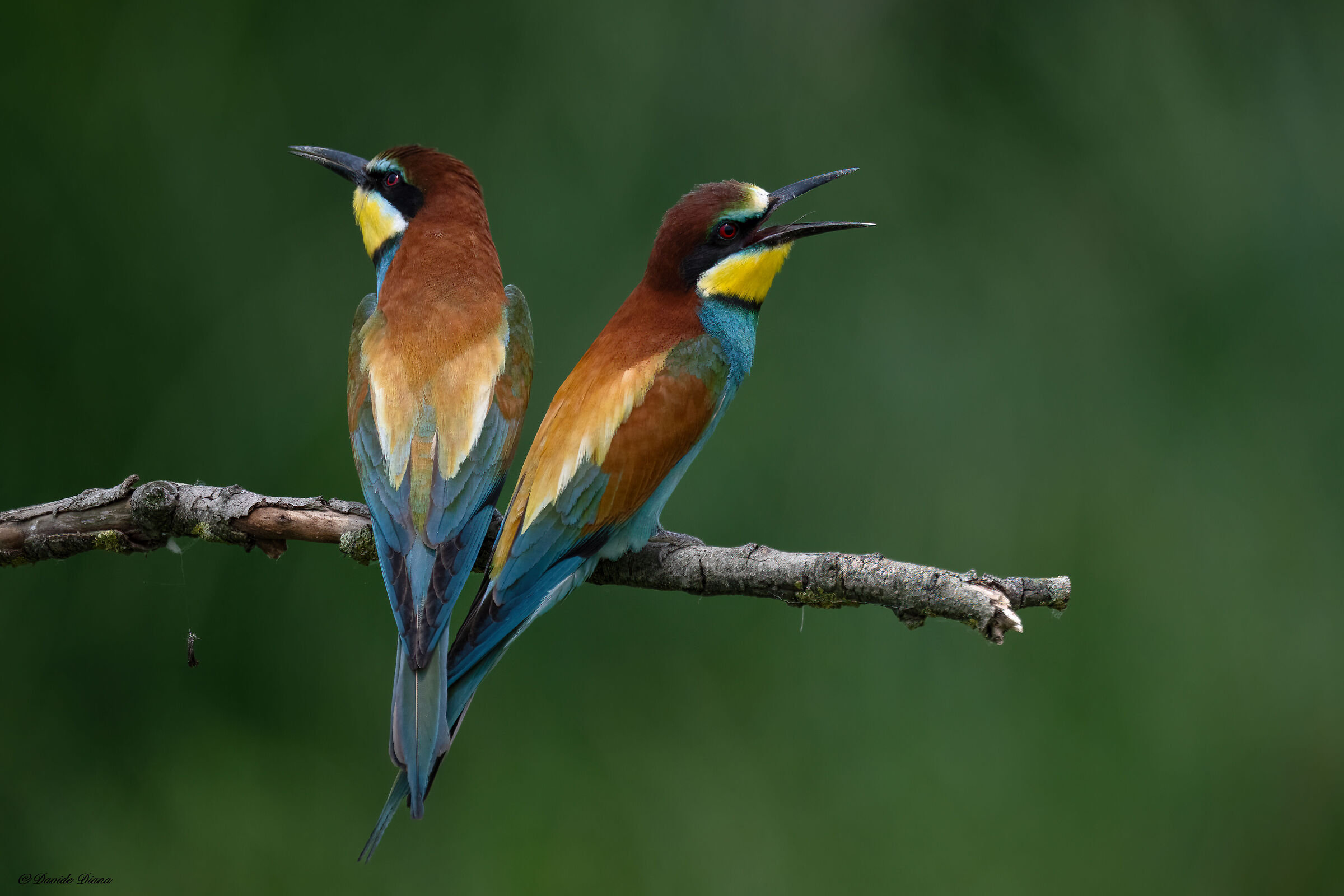 Bee-eaters