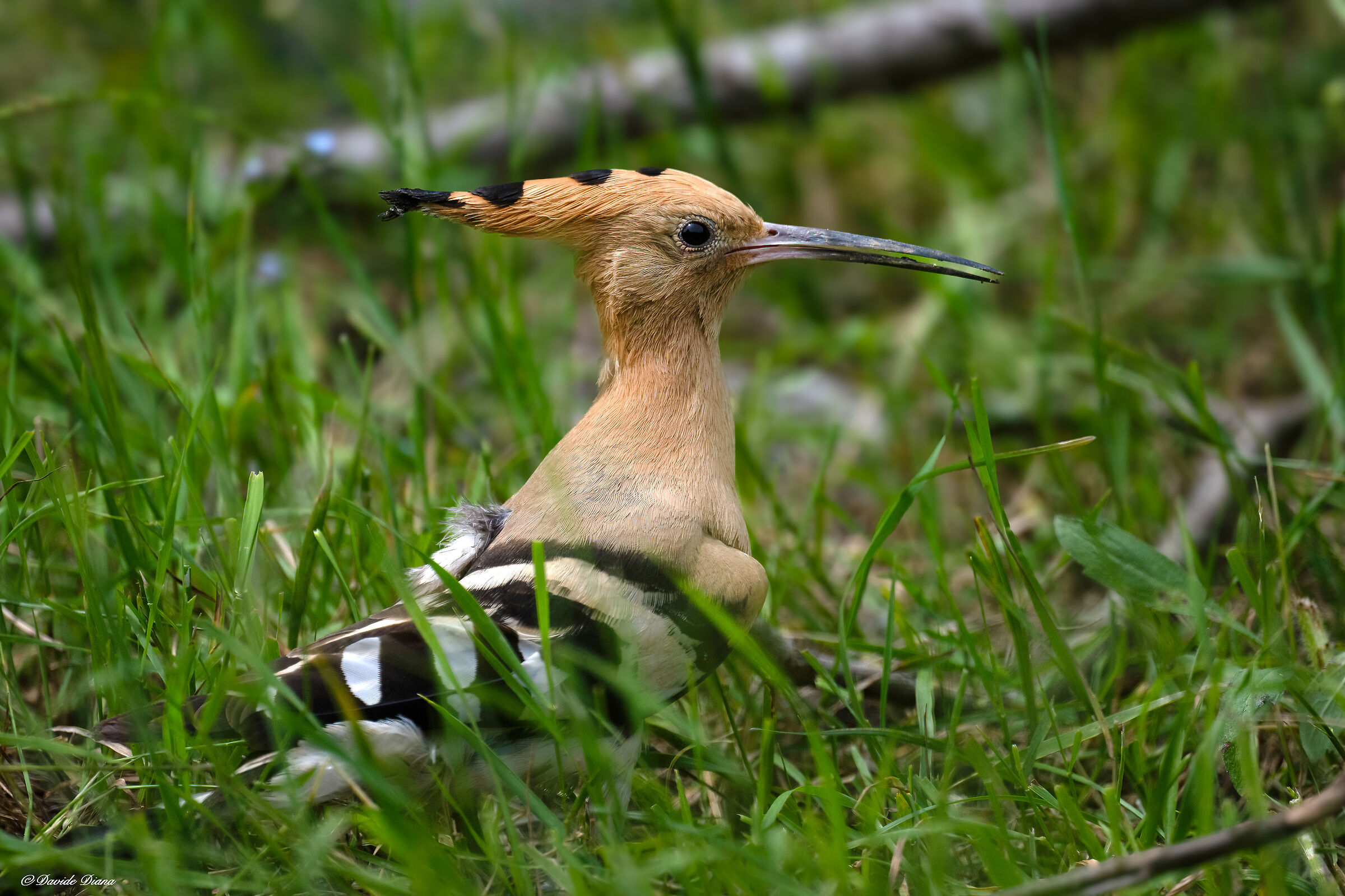 Hoopoe