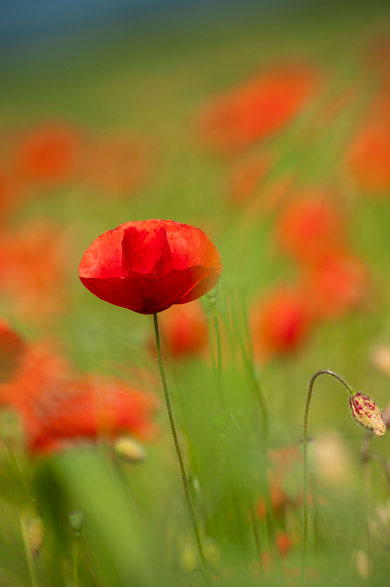 Poppies