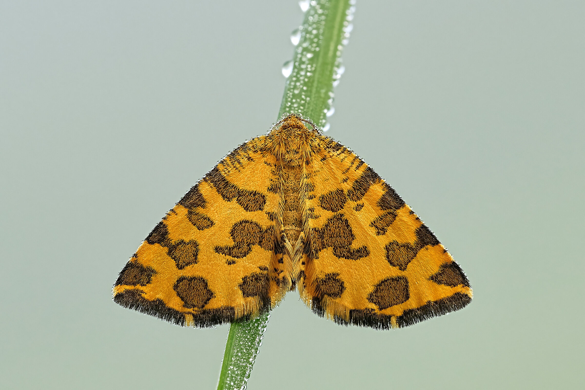Pseudopantera macularia