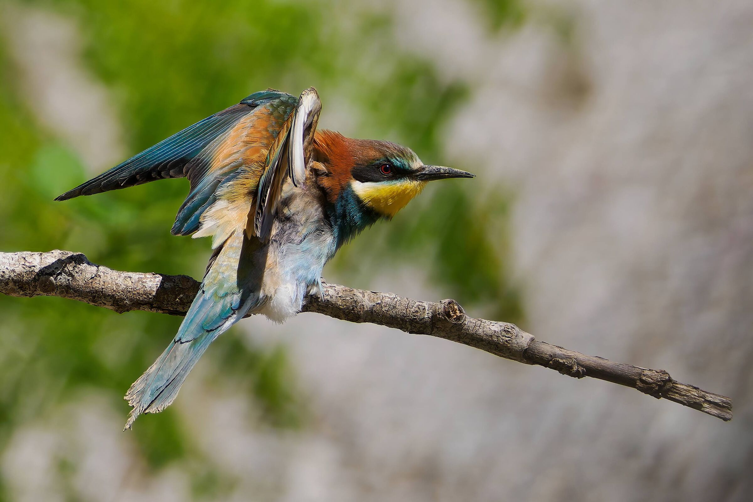 Bee-eater stretching