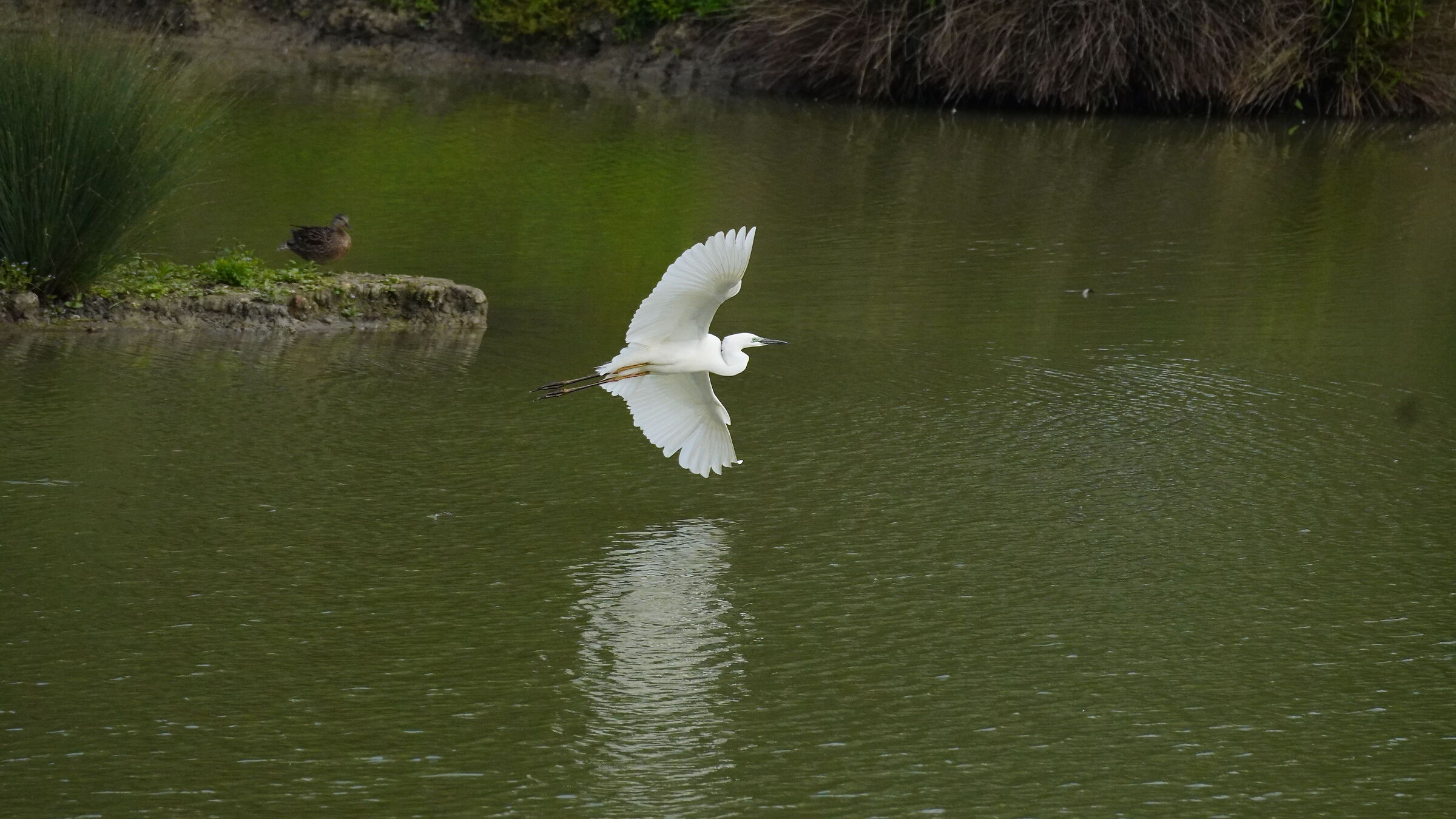 Airone bianco maggiore