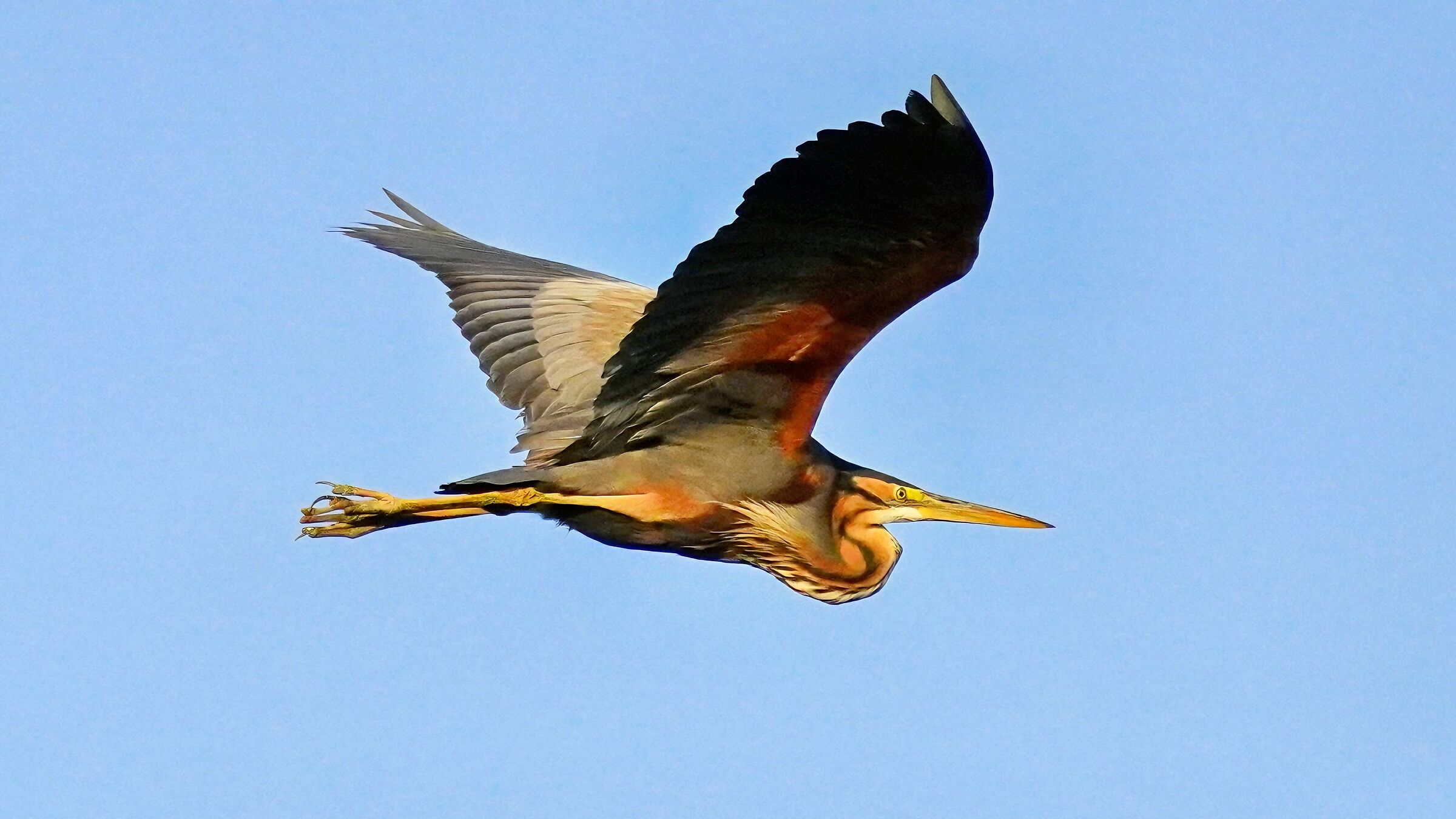 Purple heron