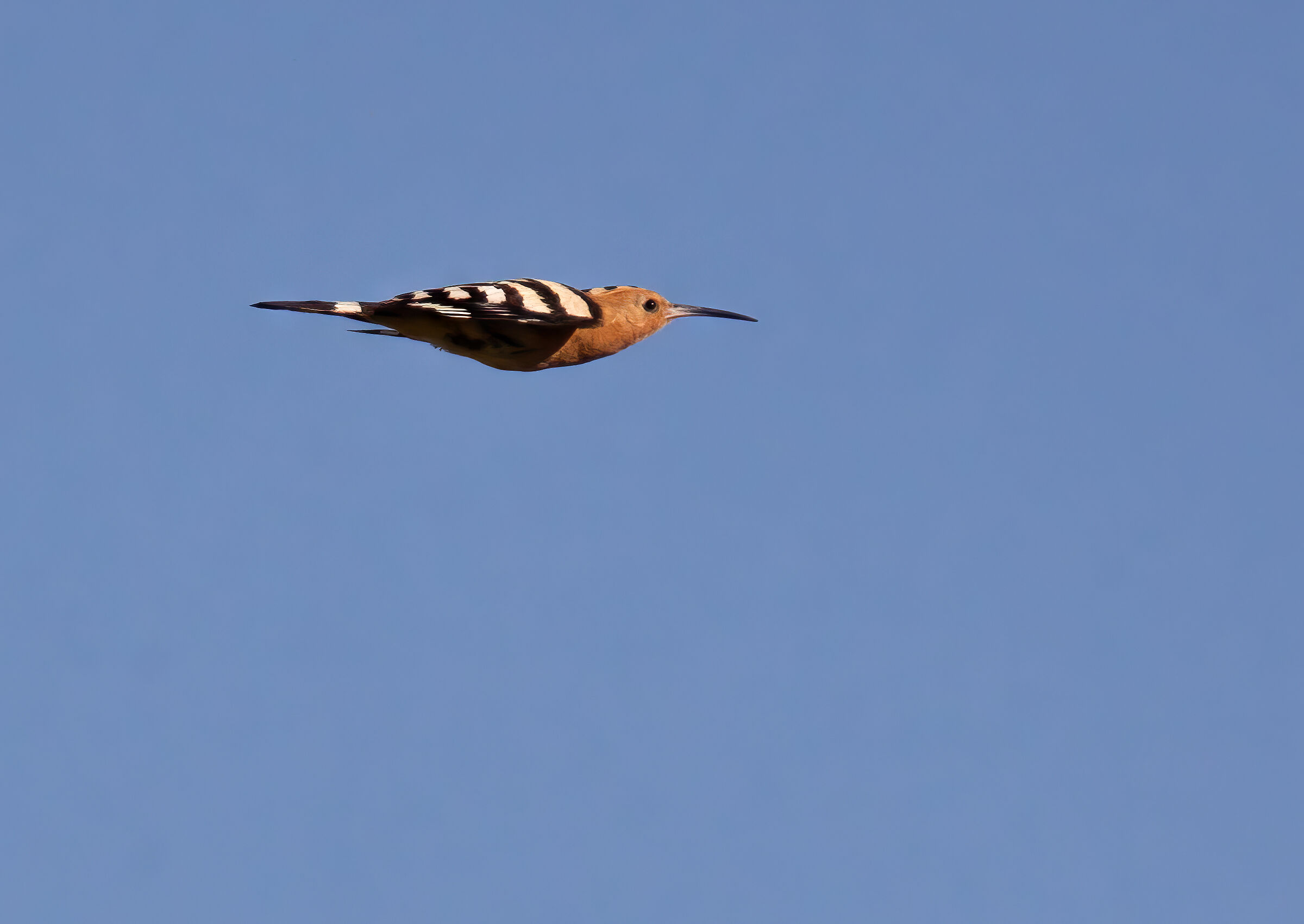 Rocket hoopoe