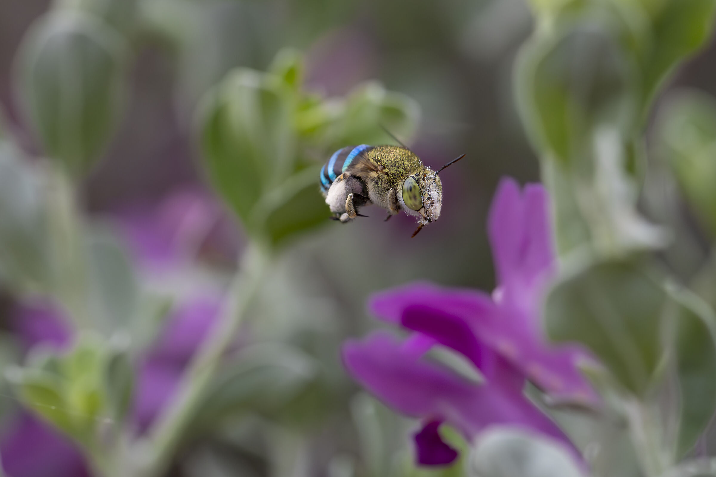 Blue banded BEE