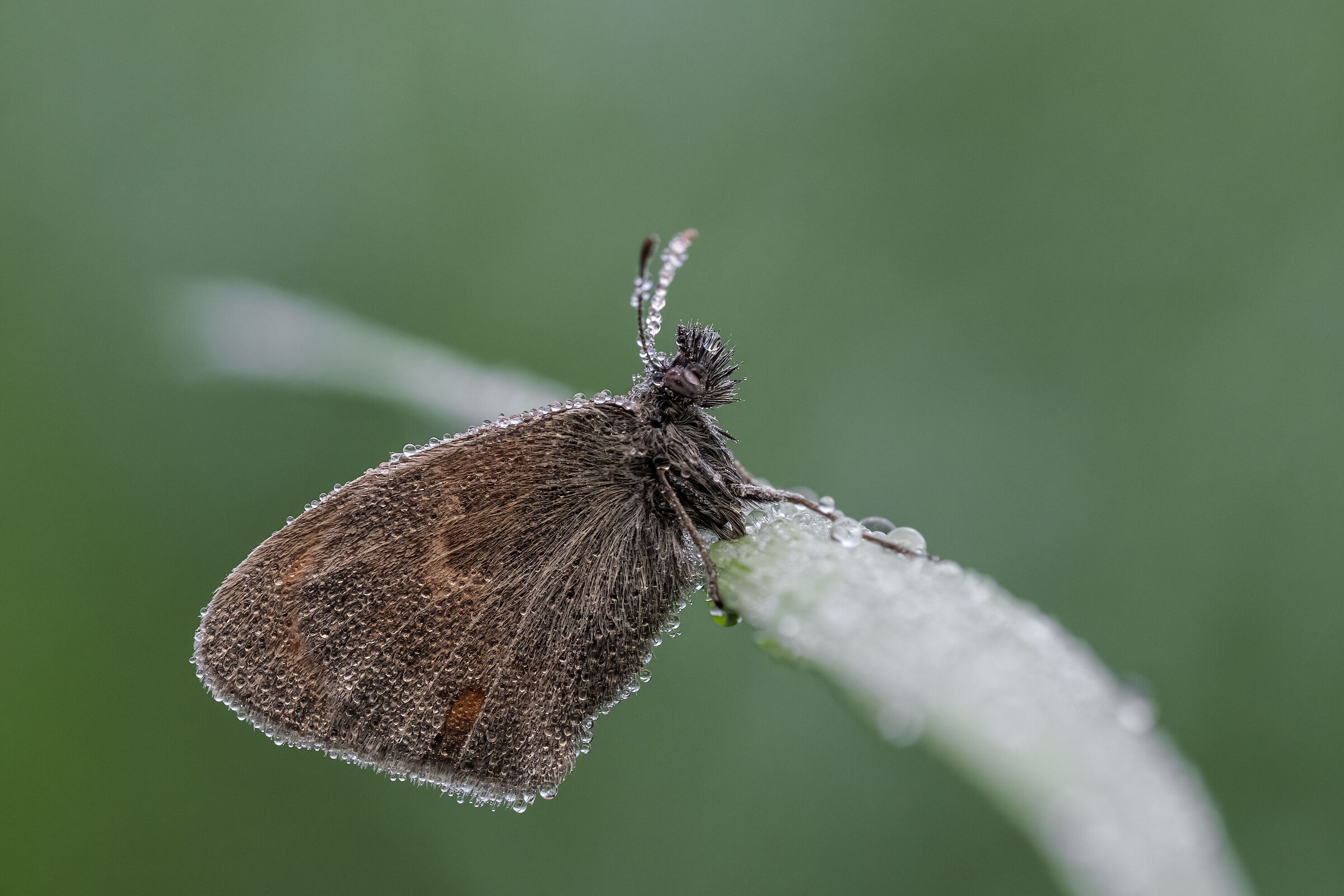 Coenonympha pamphilus