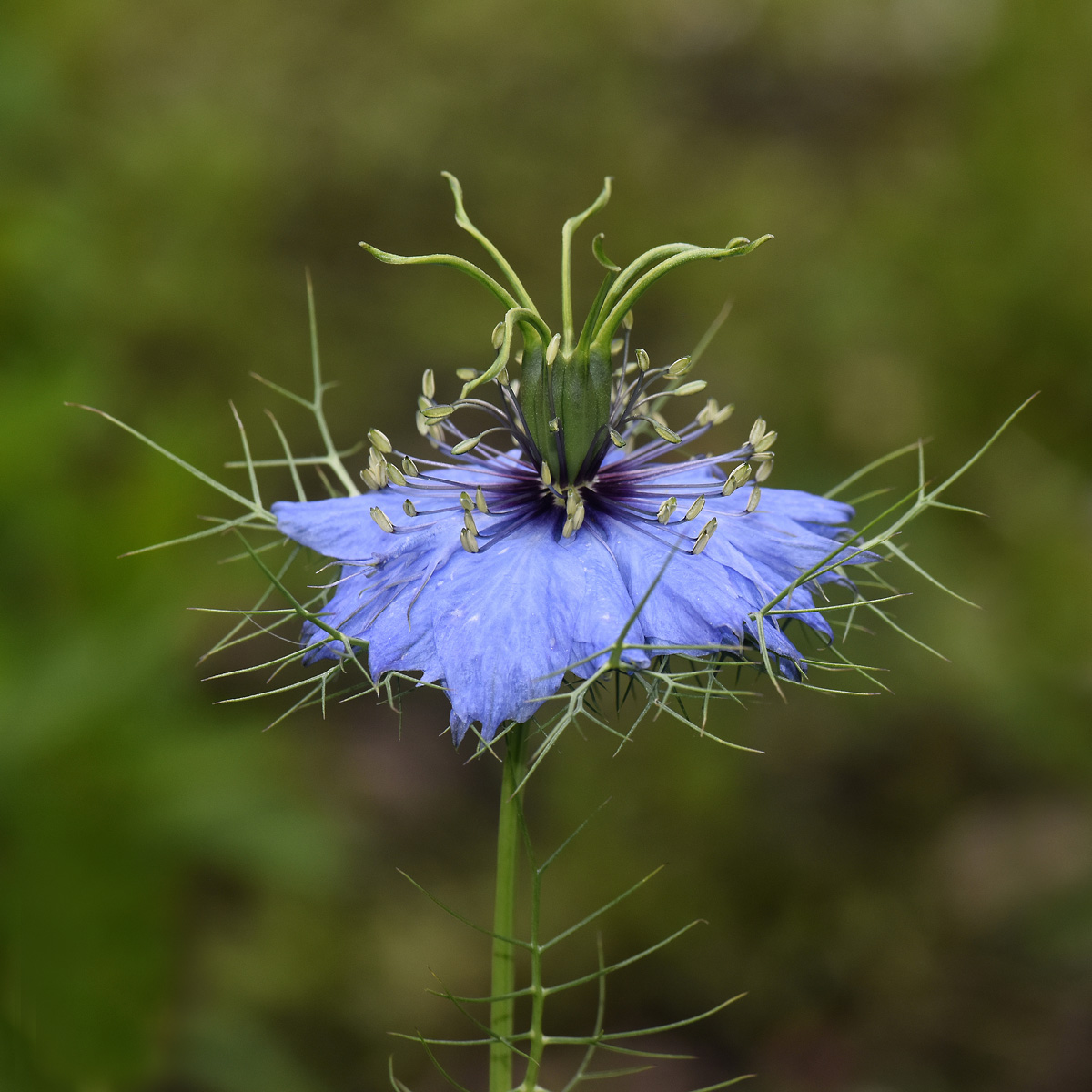 nigella damascena in giardino