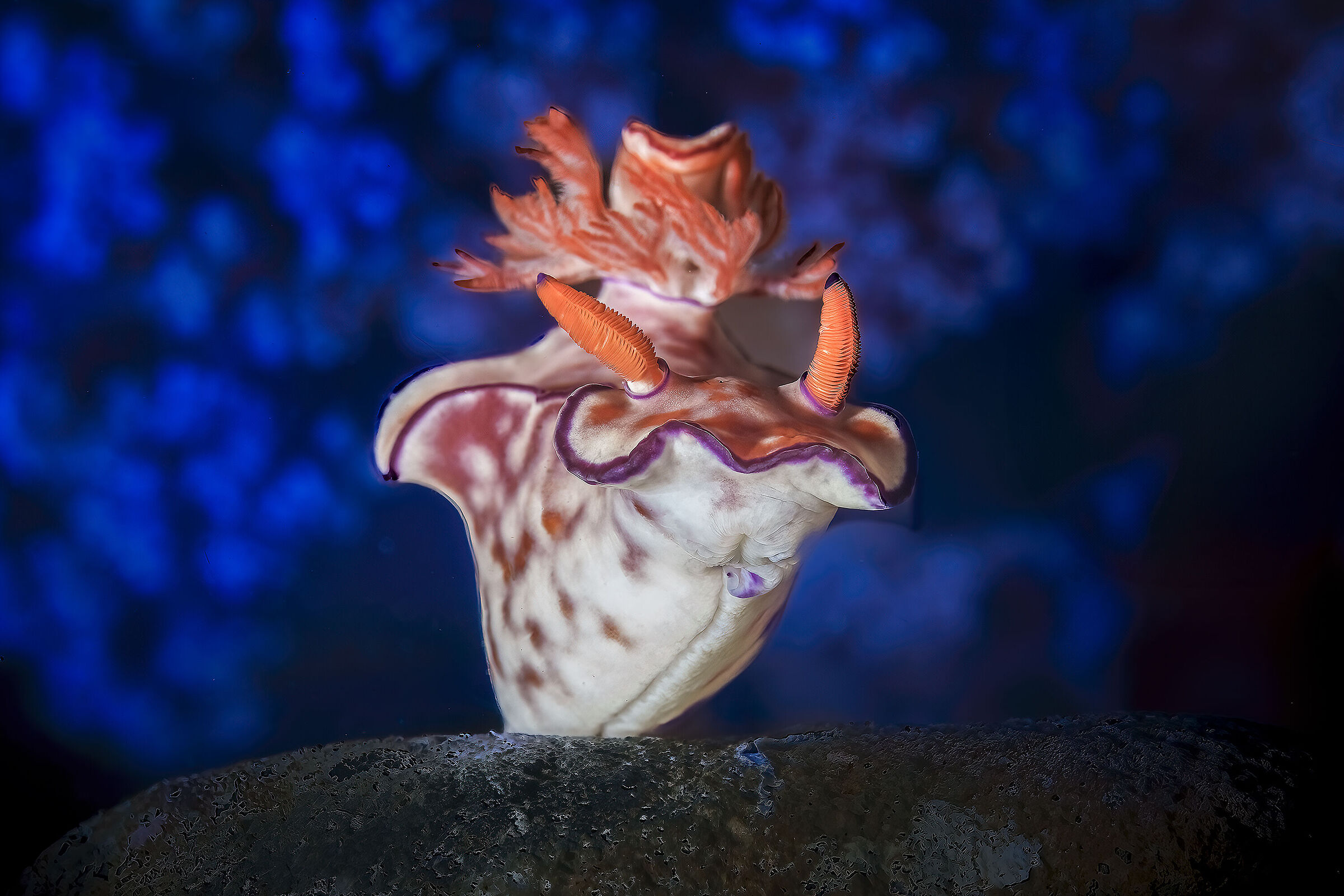 Ceratosoma gracillimum nudibranch