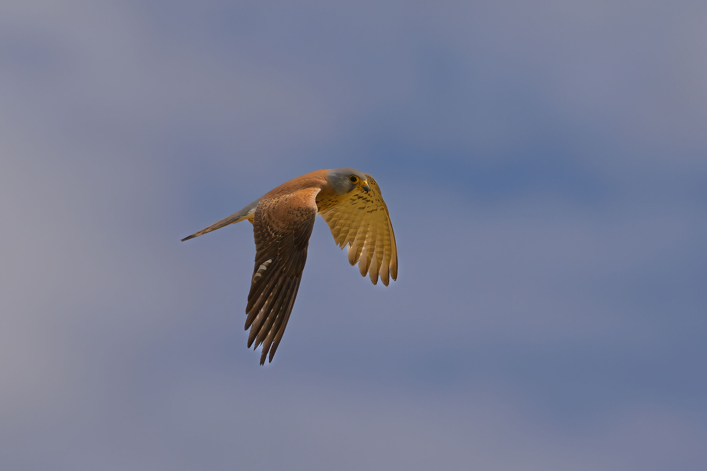 Lesser kestrel