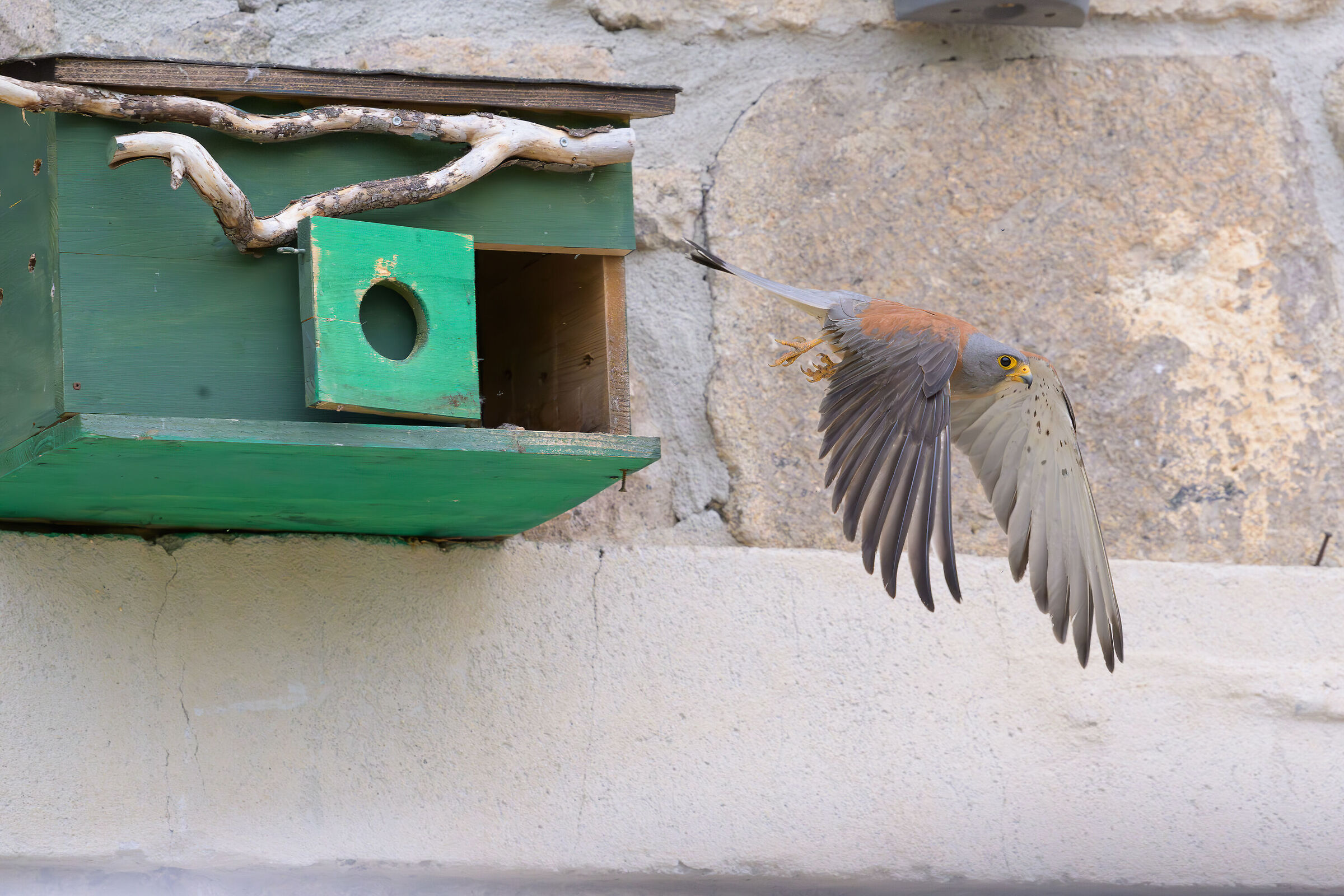 Lesser kestrel