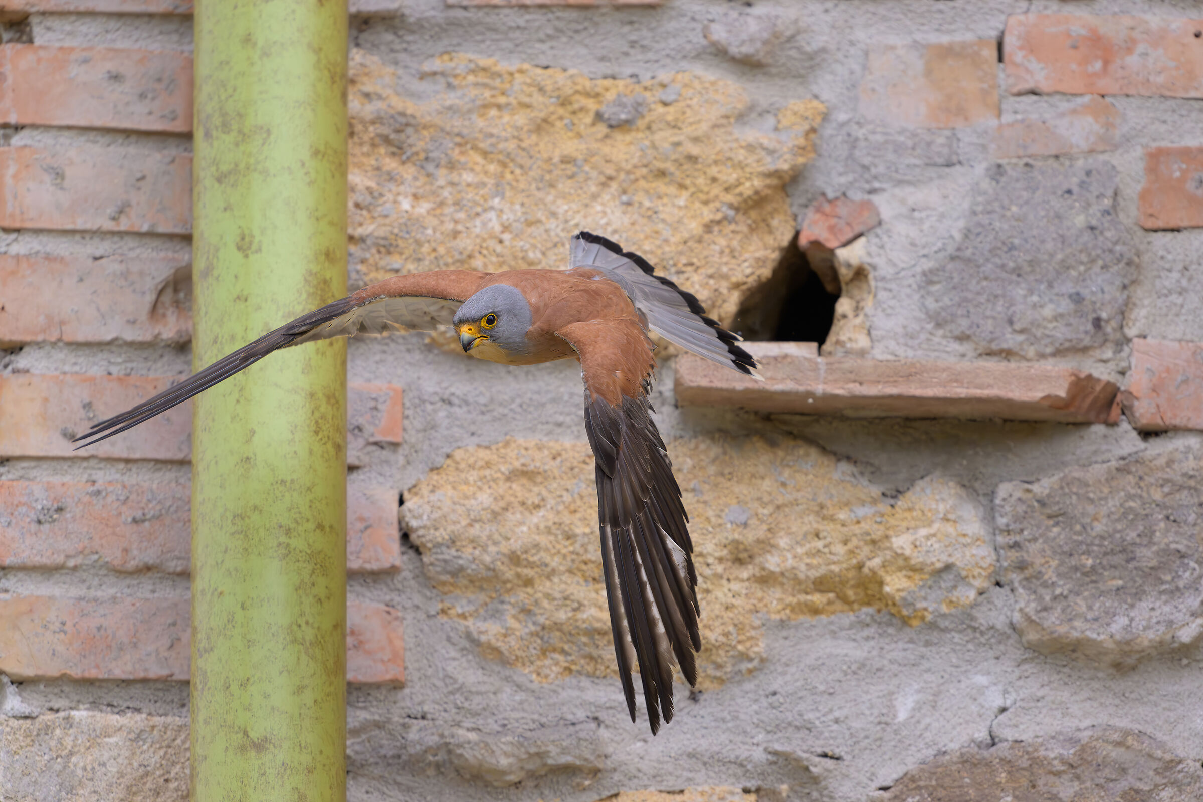 Lesser kestrel