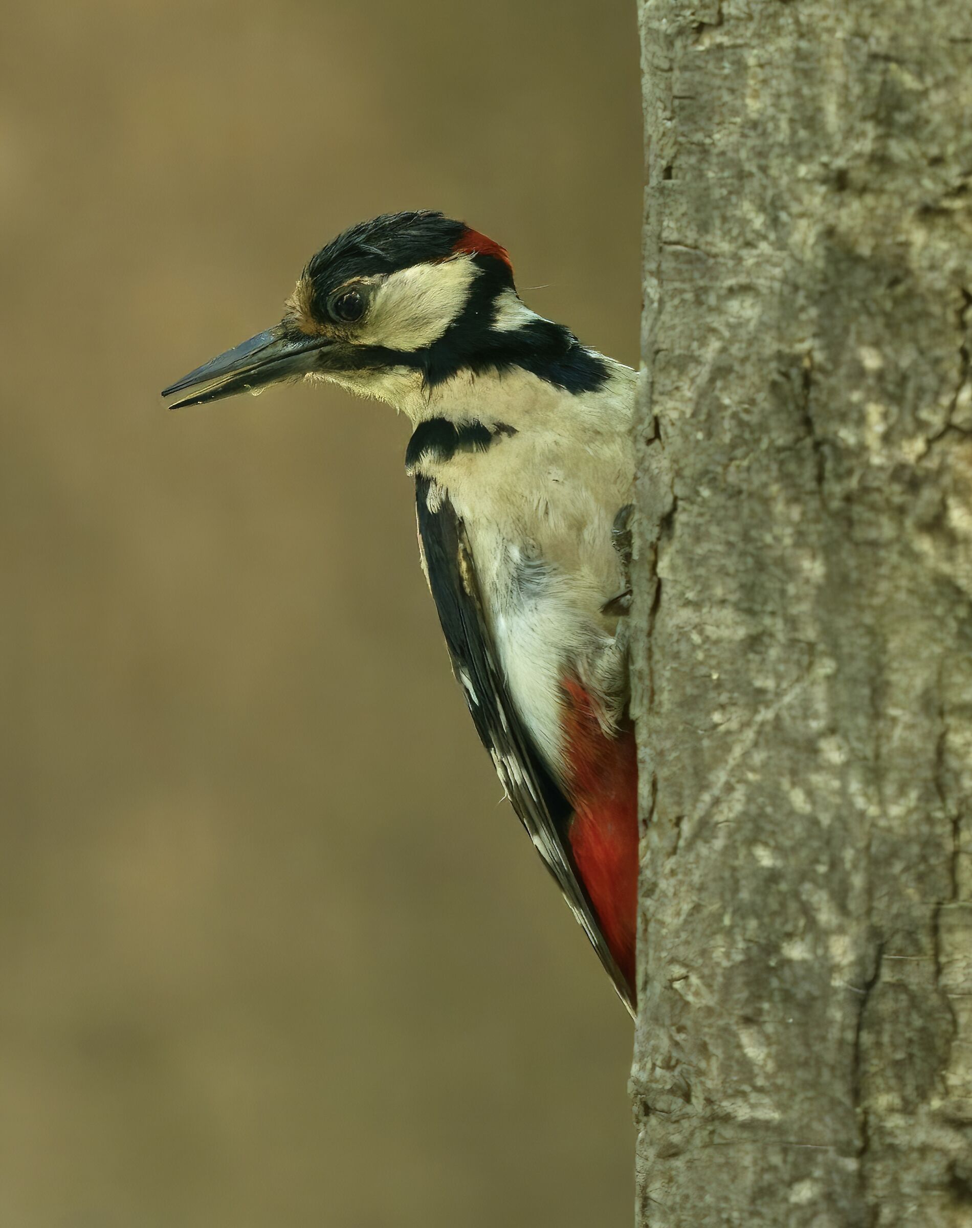 The woodpecker in my backyard