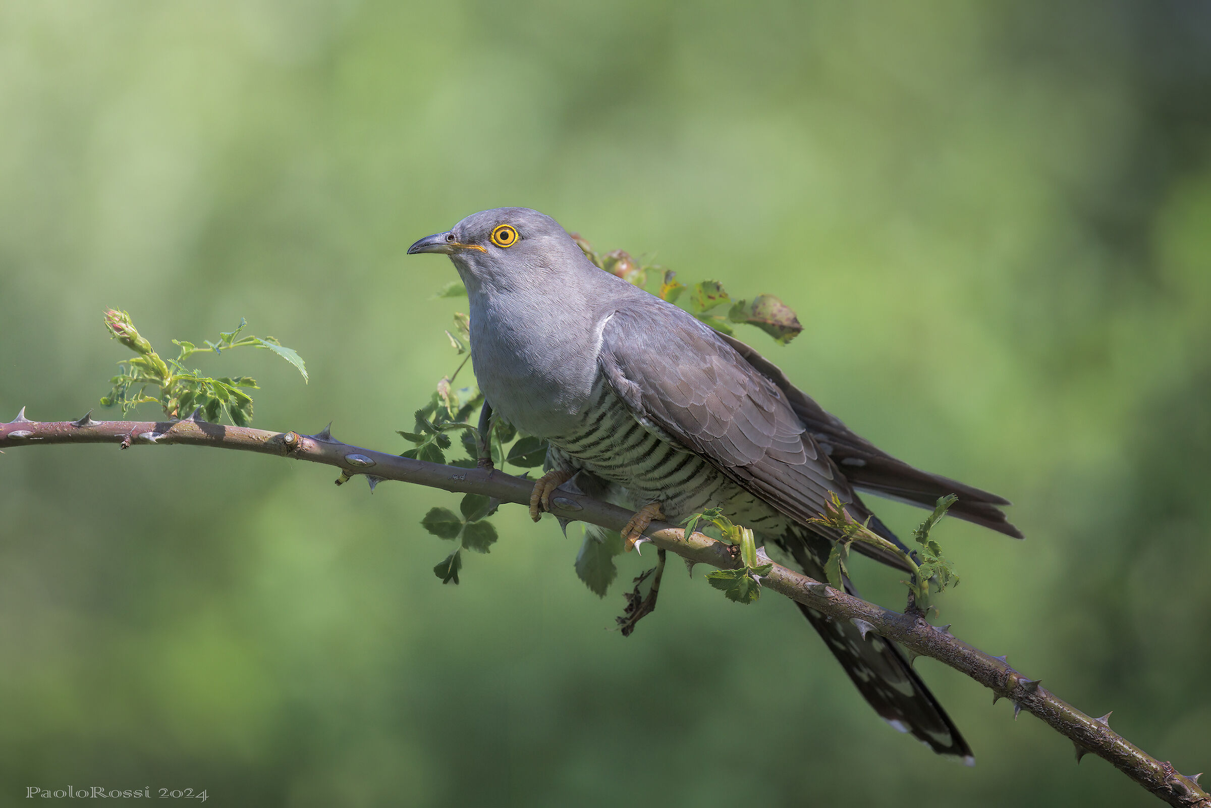 Cuckoo...