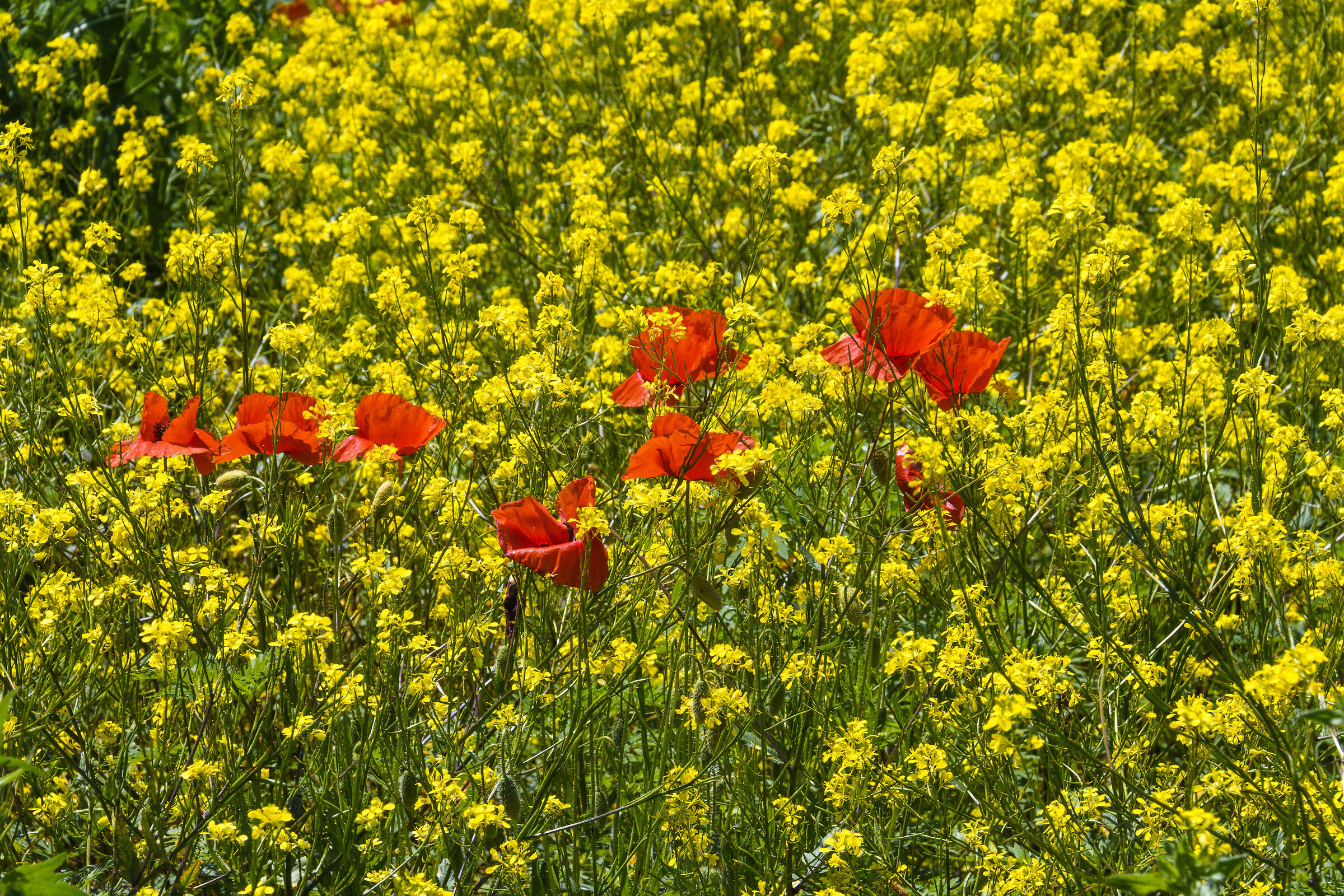 La colza col rossetto